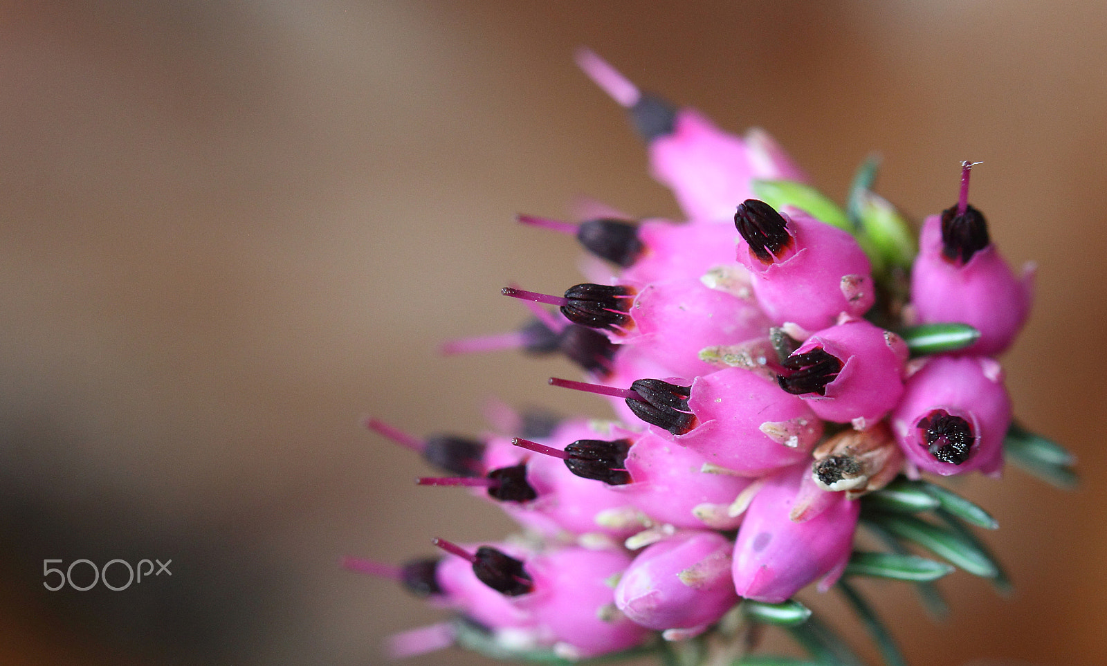 Canon EOS 60D + Canon EF 100mm F2.8 Macro USM sample photo. Heath photography