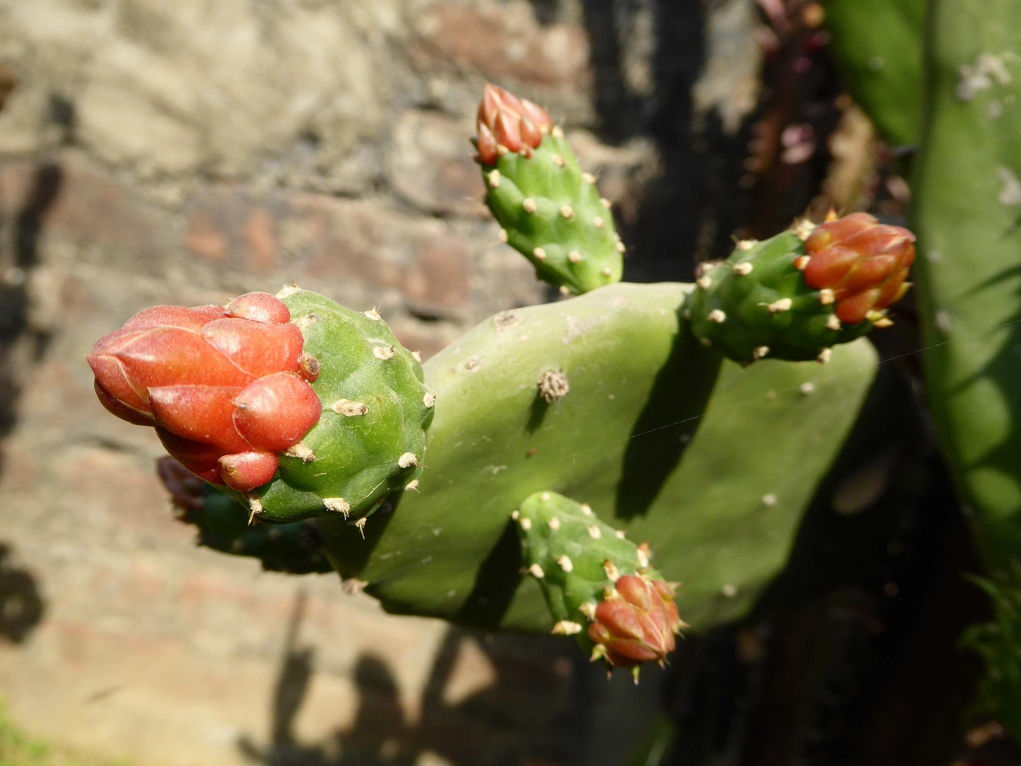 Panasonic Lumix DMC-ZS40 (Lumix DMC-TZ60) sample photo. Cactus flower photography