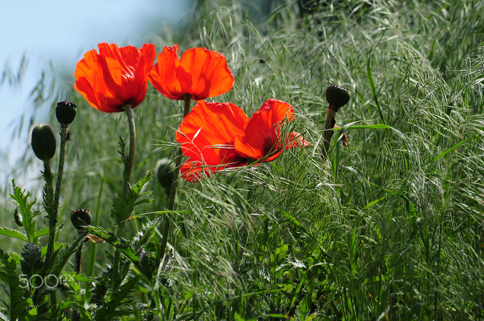 Nikon D300 sample photo. Poppies photography