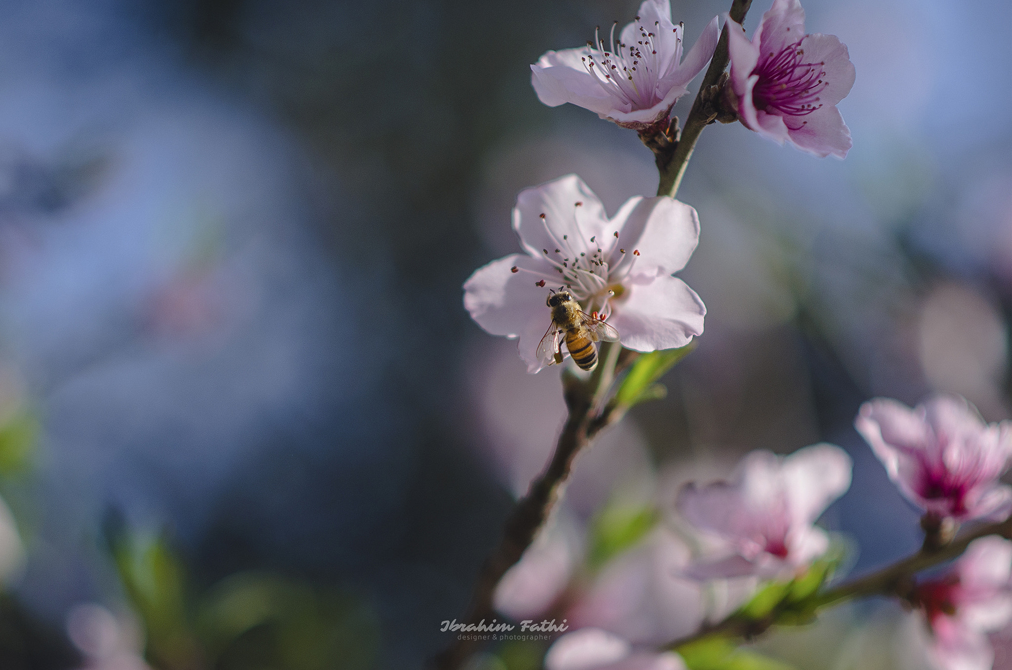 Nikon D7000 + Nikon AF-S Nikkor 85mm F1.8G sample photo. Bee & almond blossoms photography