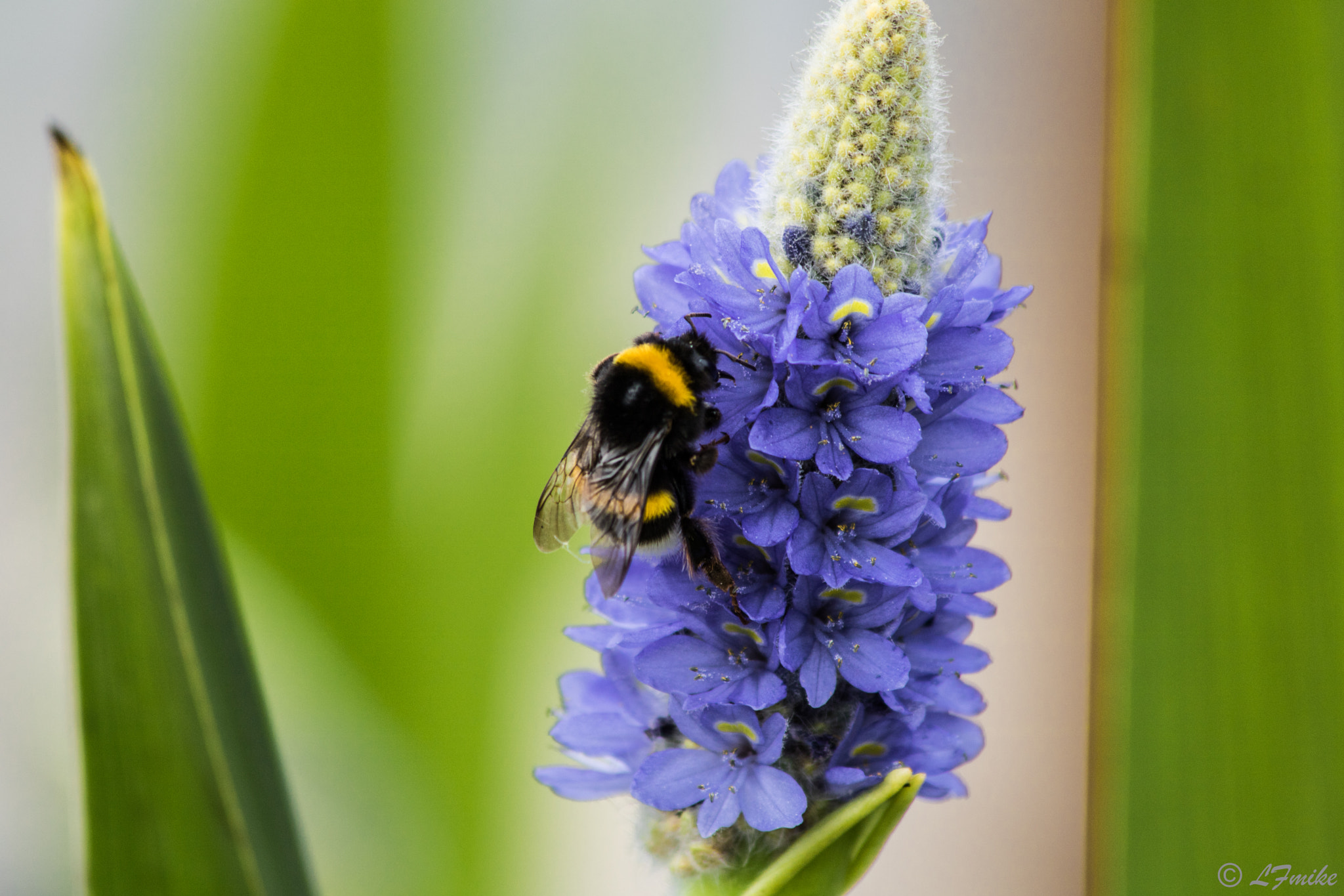 Canon EF 70-300mm F4-5.6 IS USM sample photo. Foraging photography