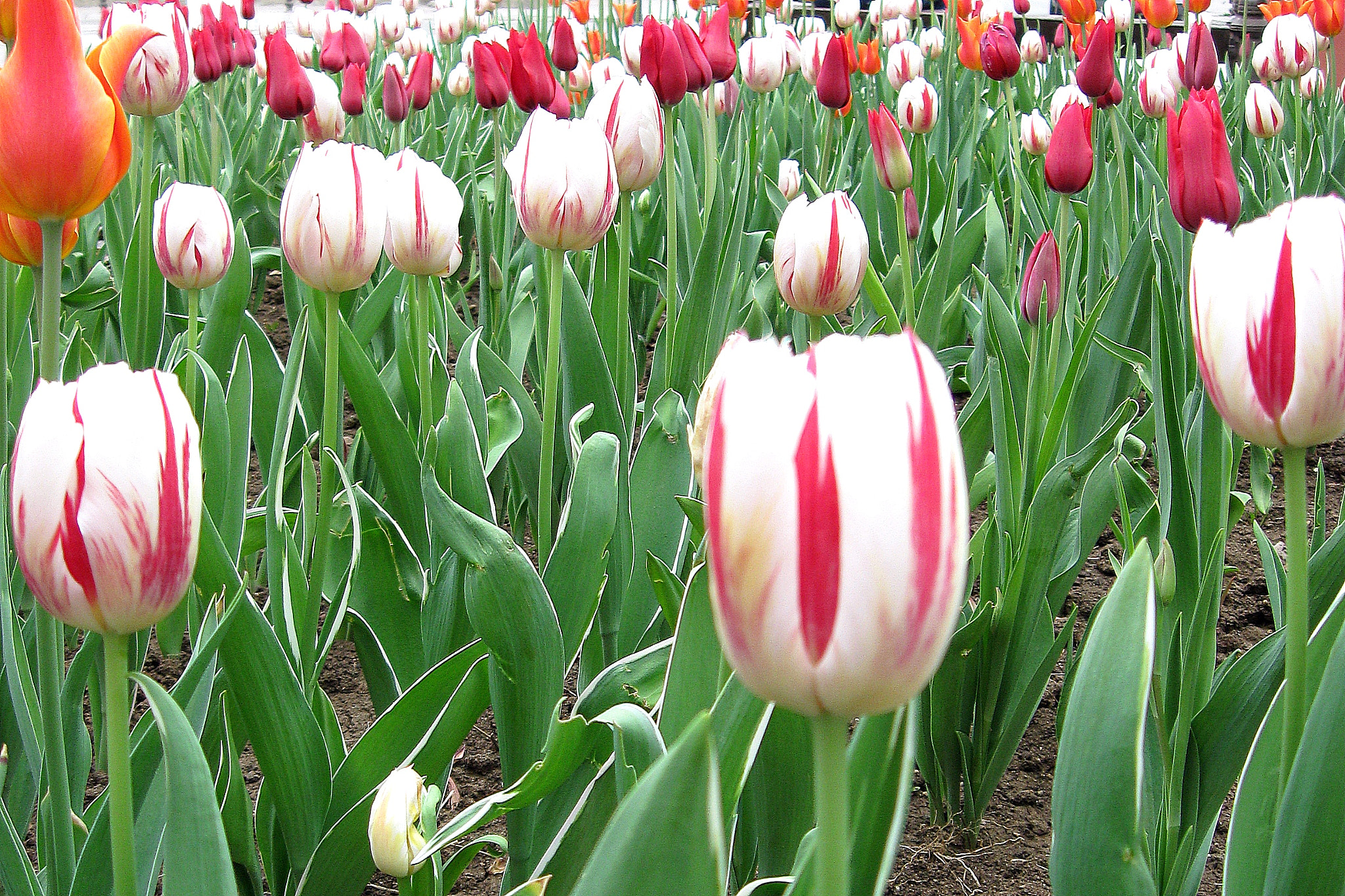 Canon PowerShot A580 sample photo. Tulips 2 photography