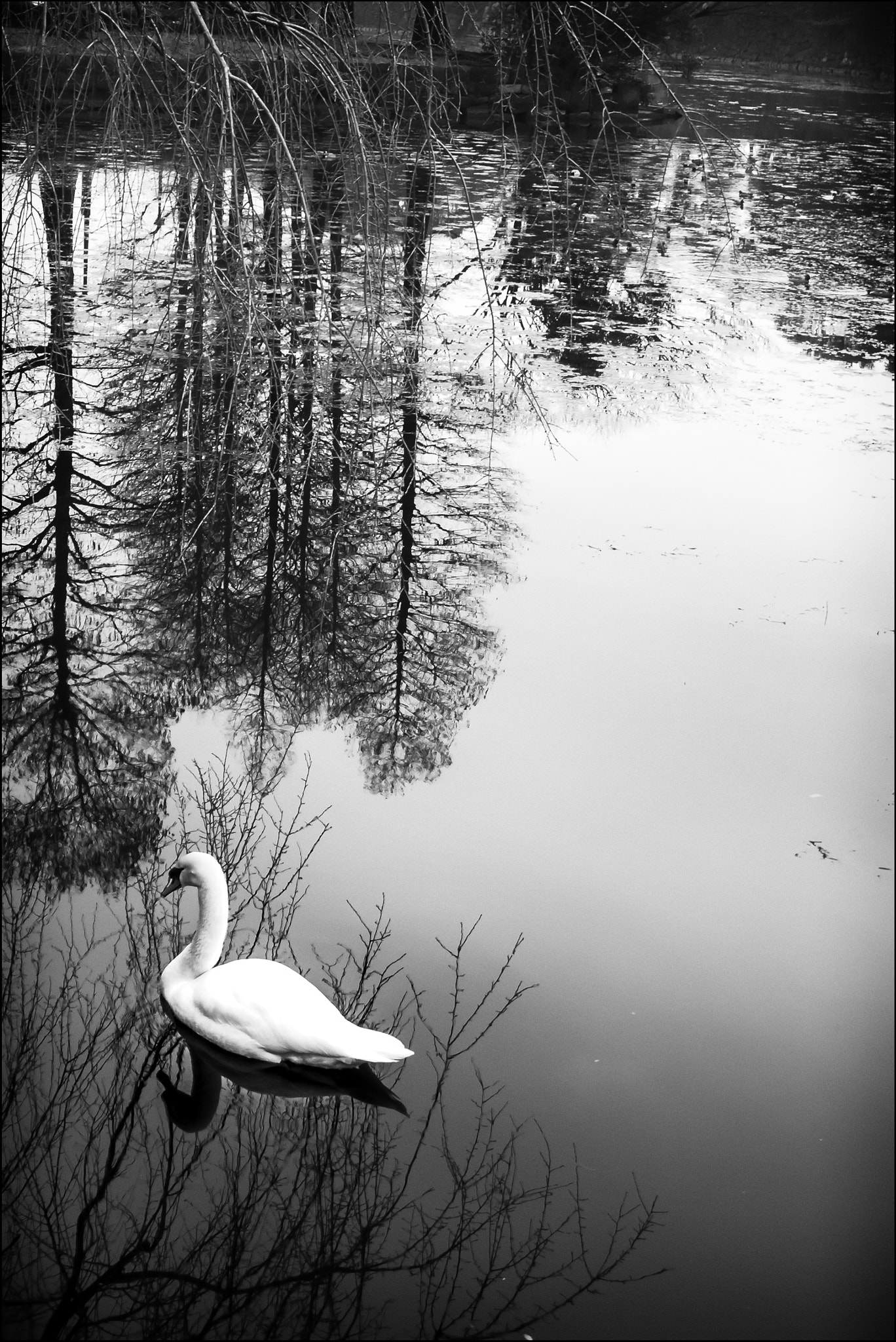 Summilux-M 1:1.4/28 ASPH. sample photo. Swan lake photography