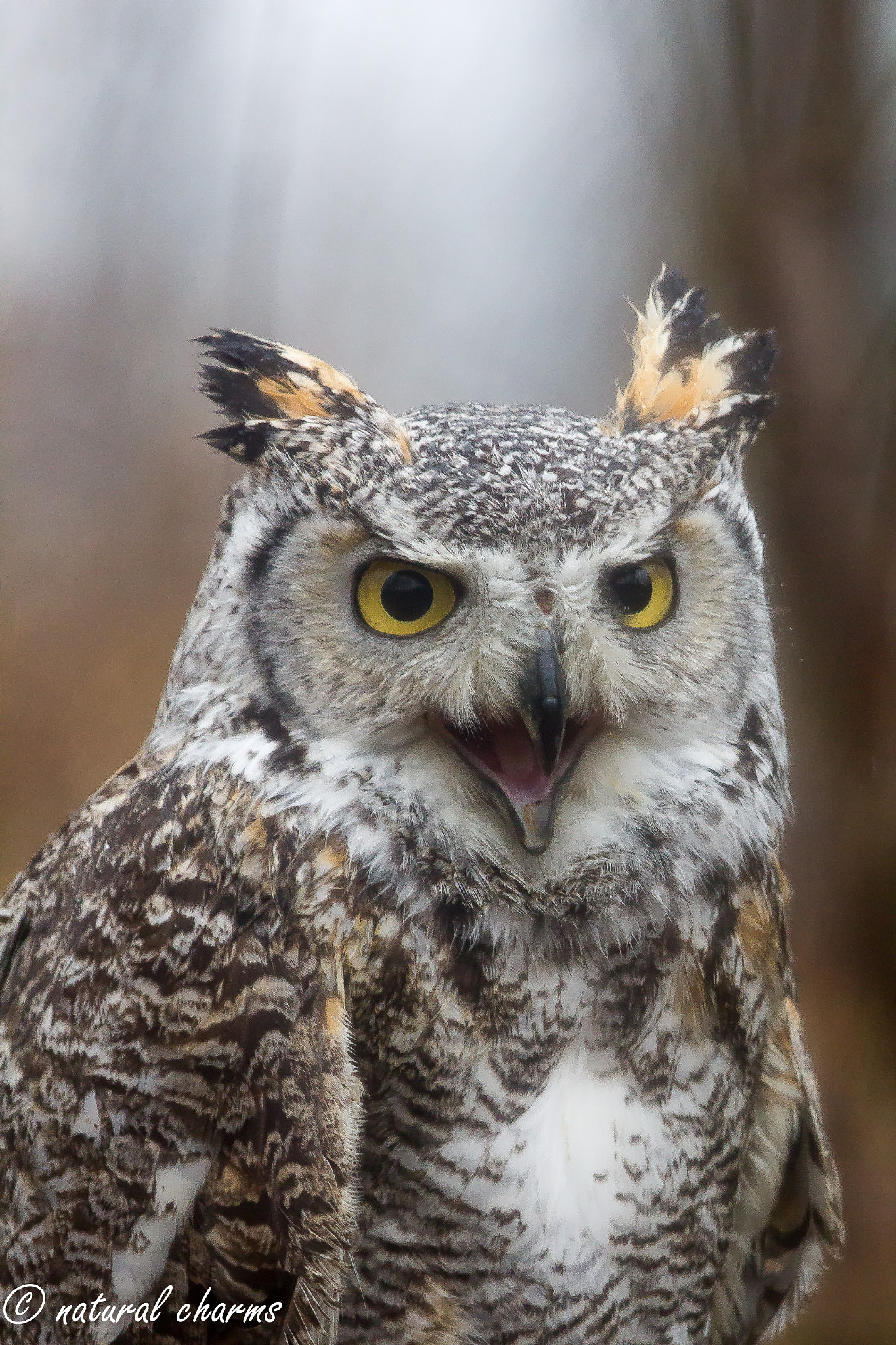 Canon EF 100-400mm F4.5-5.6L IS USM sample photo. Northern great horned-owl smiles at you photography