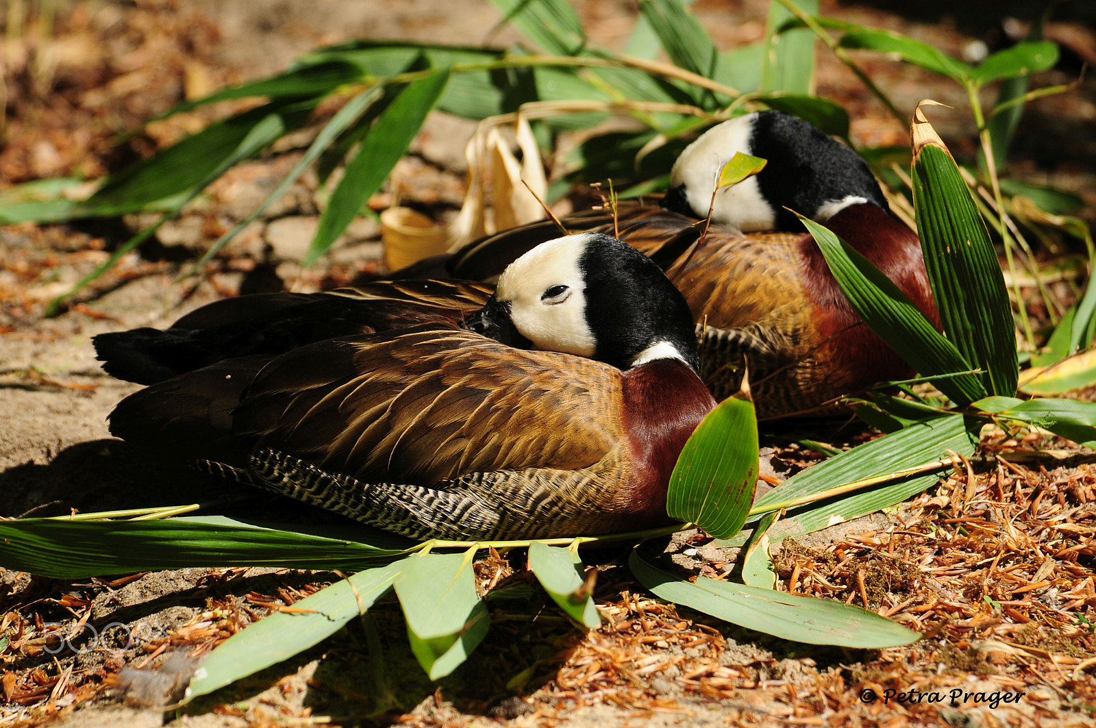 Nikon D300 sample photo. Snooze in the sun photography