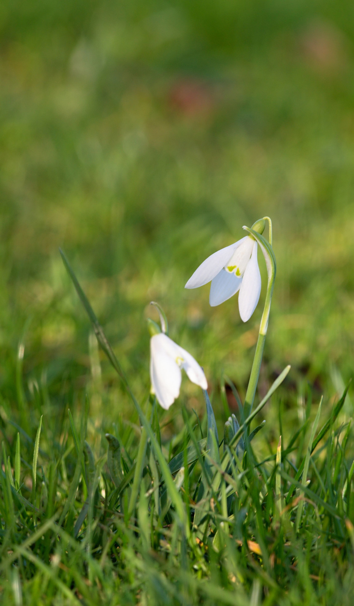 Nikon D610 + Nikon AF-S Nikkor 300mm F4D ED-IF sample photo. Common snowdrop photography