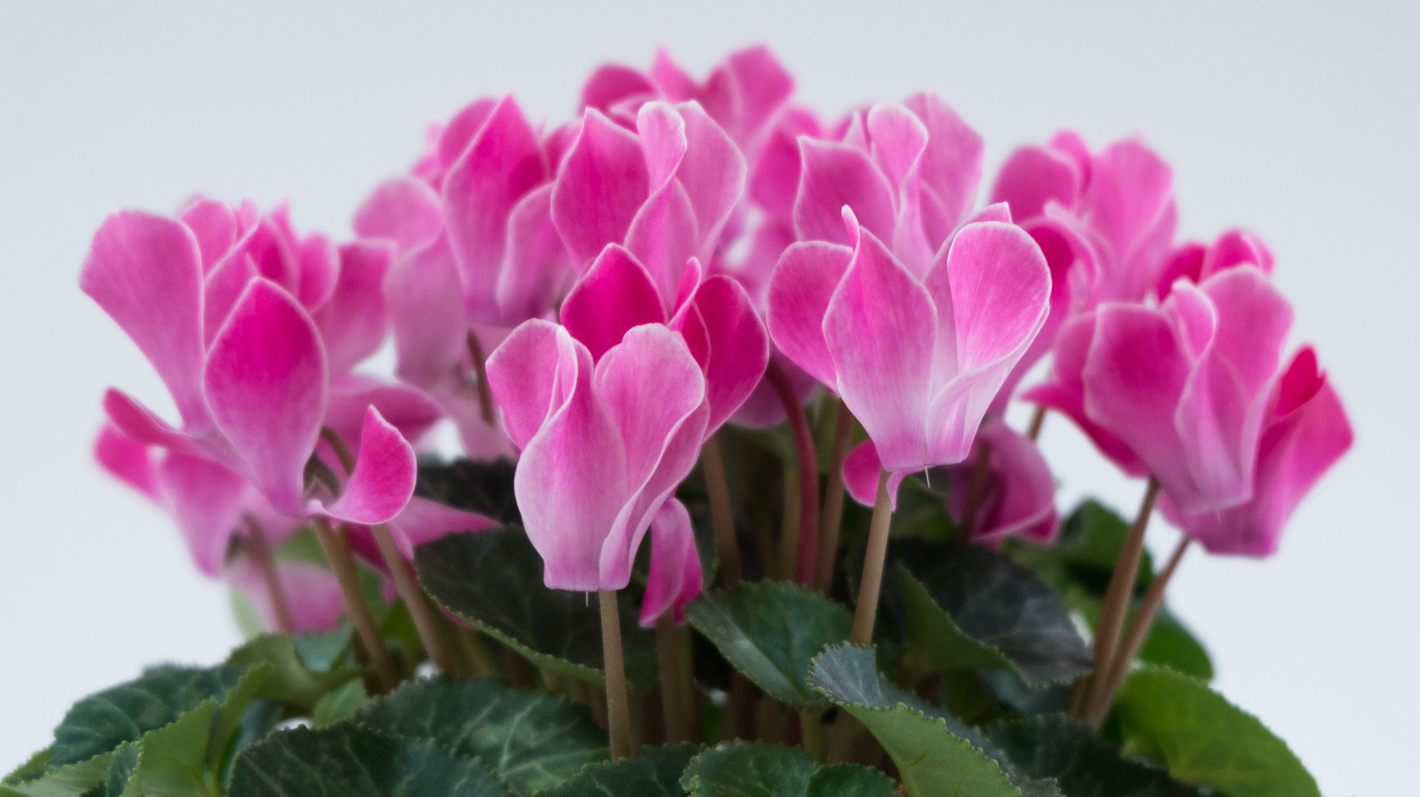 Fujifilm XC 16-50mm F3.5-5.6 OIS sample photo. Alpenveilchen photography