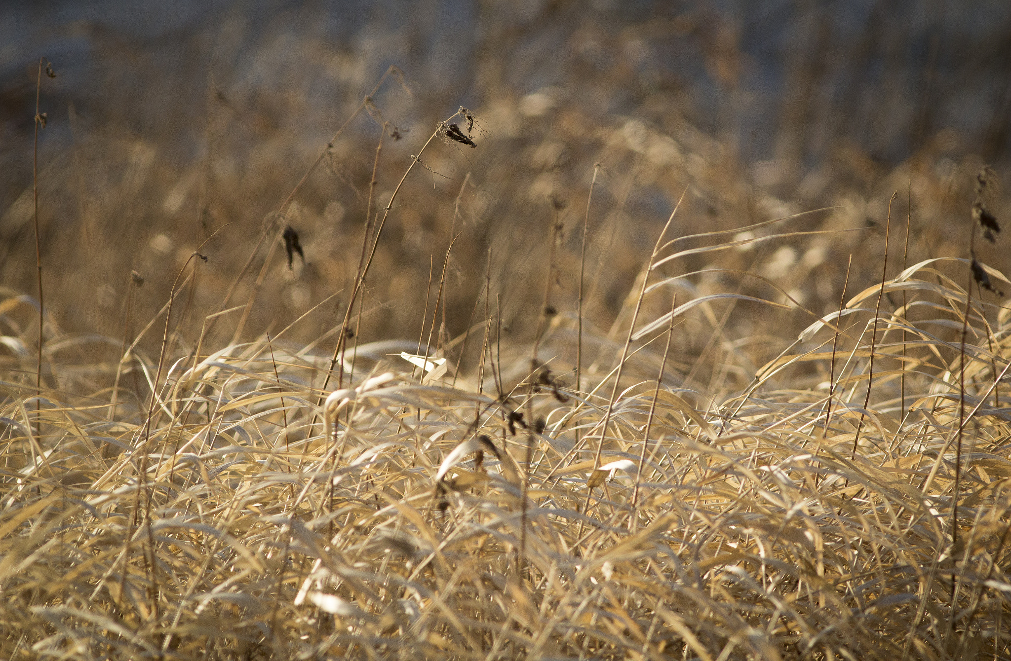 Canon EOS 600D (Rebel EOS T3i / EOS Kiss X5) + Canon EF 400mm F5.6L USM sample photo. Dry grass photography