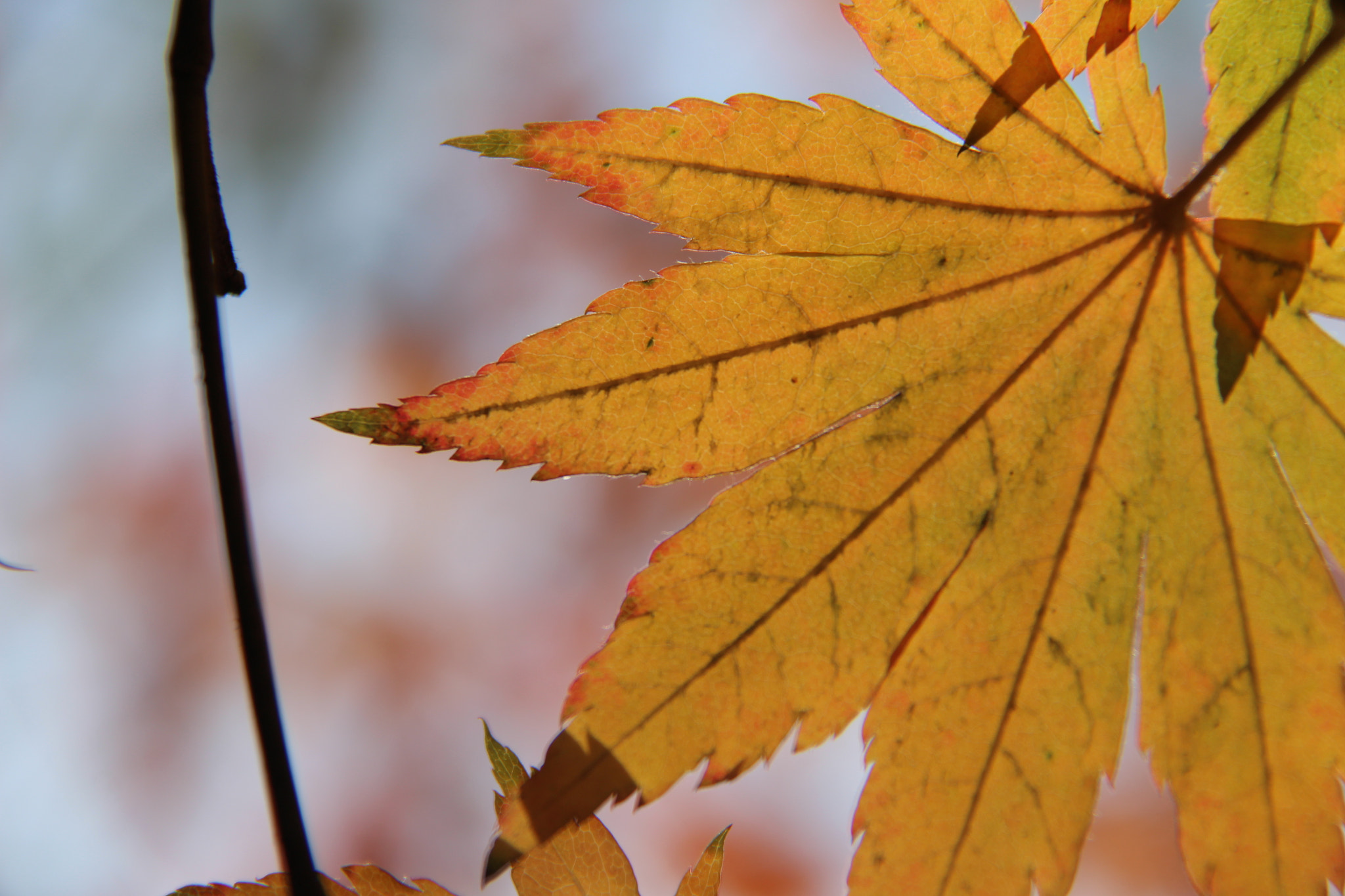 Canon EF-S 18-200mm F3.5-5.6 IS sample photo. 추억```````` photography