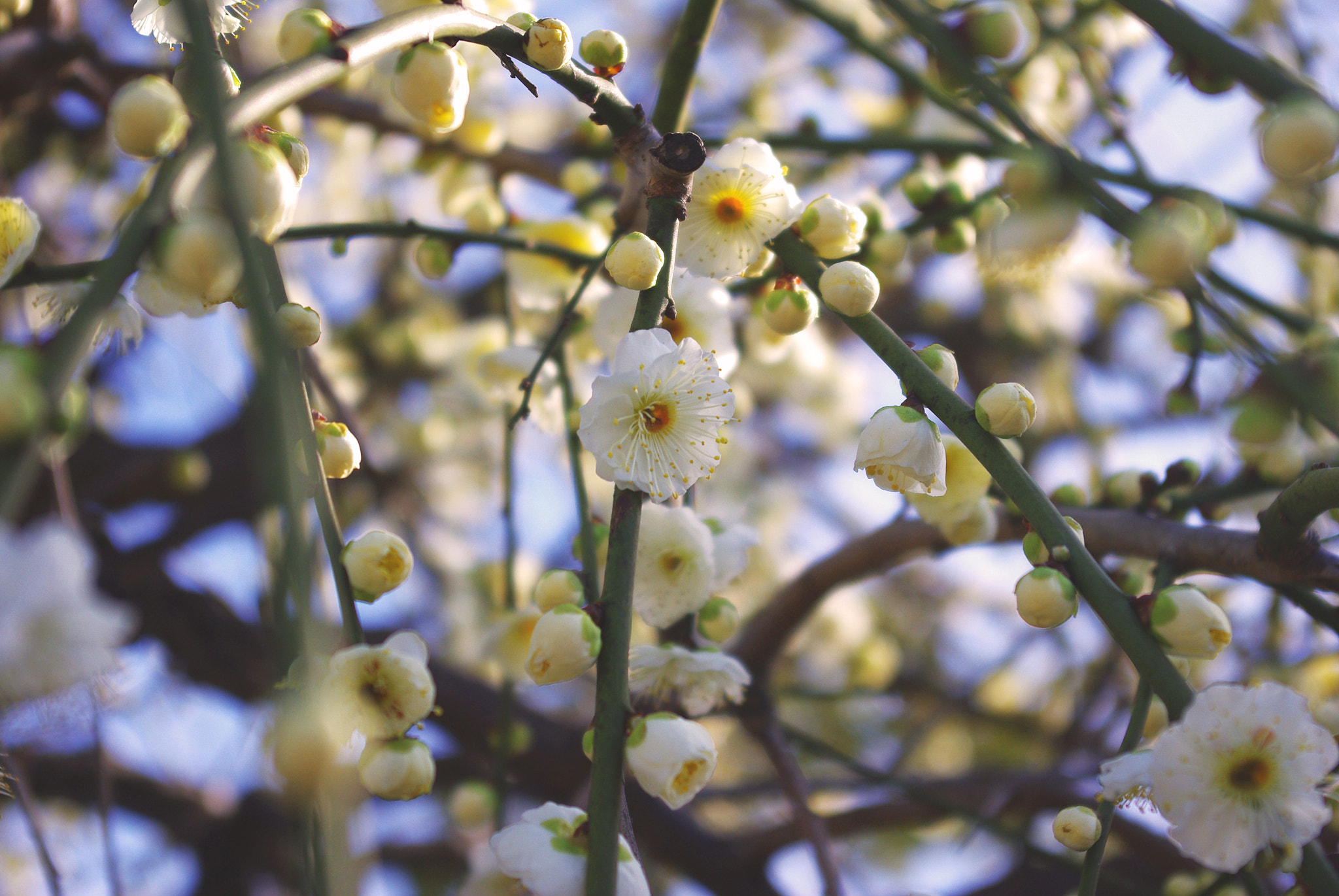 Pentax K-m (K2000) sample photo. Weeping plum photography