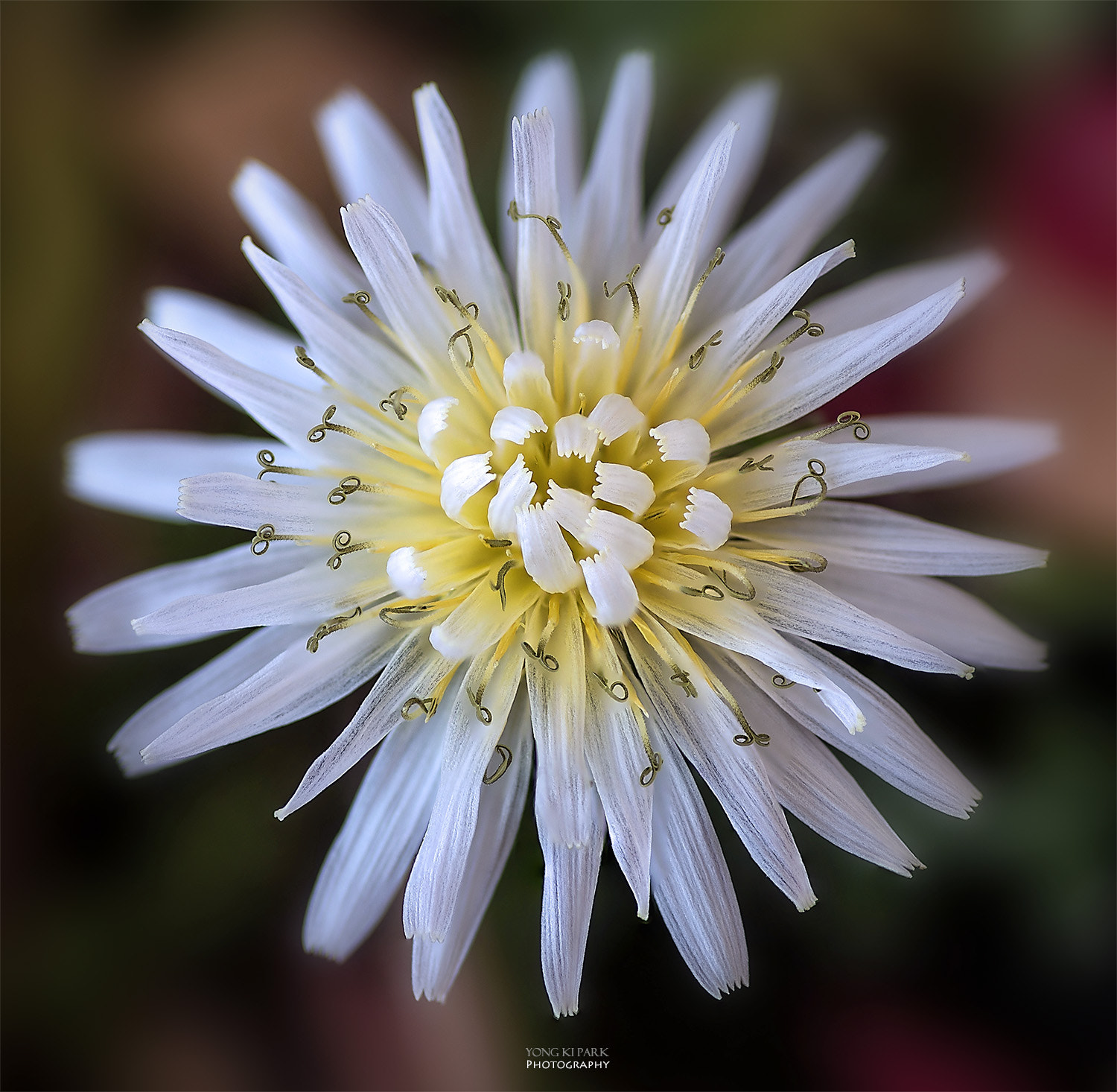 Pentax smc D-FA 100mm F2.8 Macro WR sample photo. Opening of the spring photography