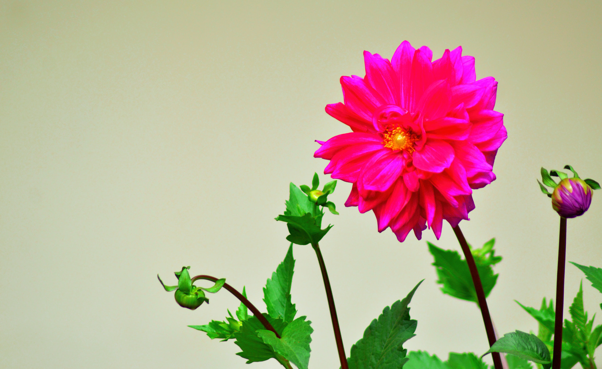 Nikon D3200 sample photo. ডালিয়া.. photography