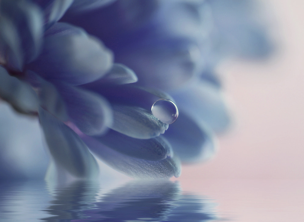 Sigma 70-200mm F2.8 EX DG Macro HSM II sample photo. . photography