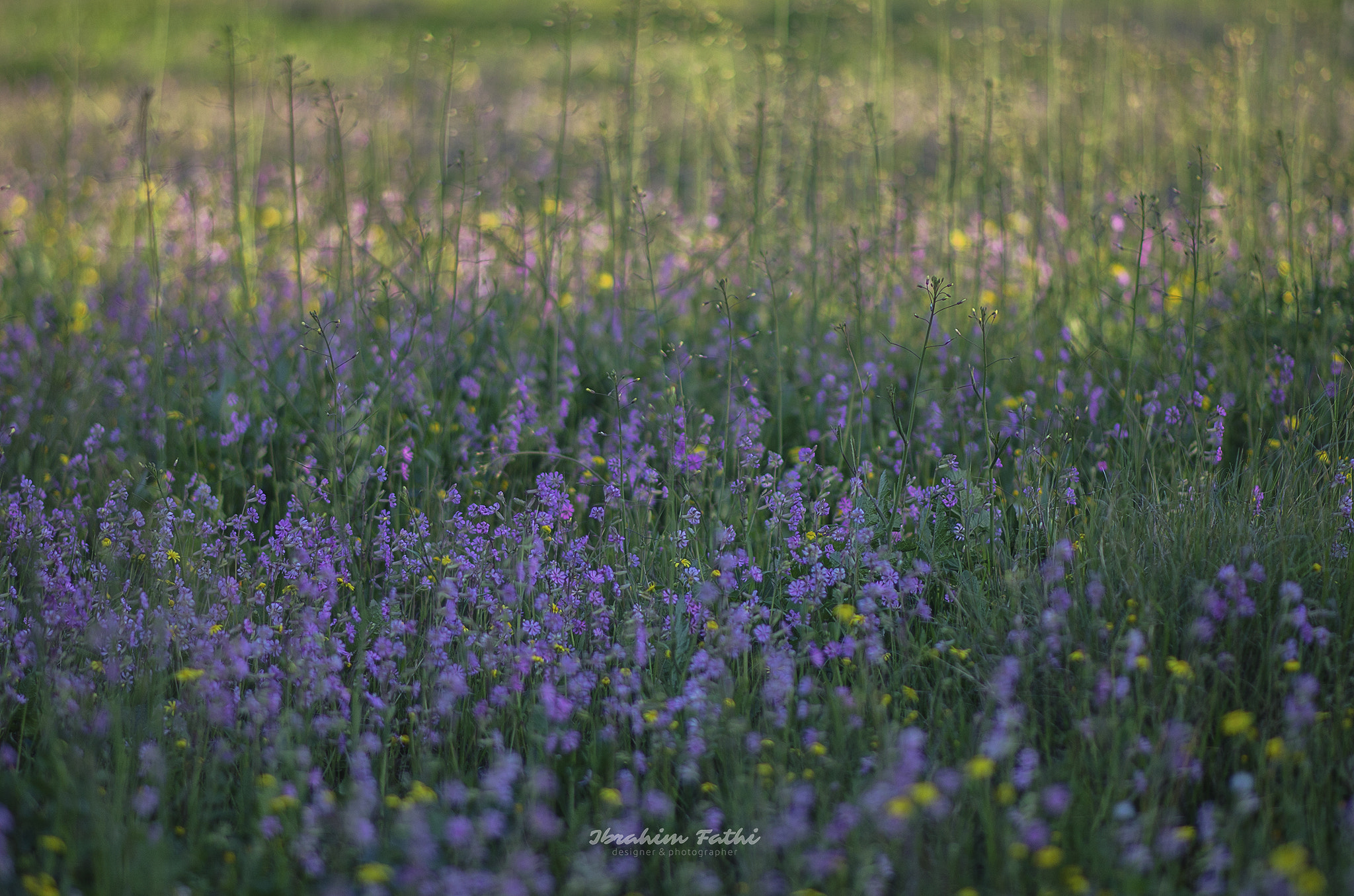 Nikon D7000 + Nikon AF-S Nikkor 85mm F1.8G sample photo. Flowers photography