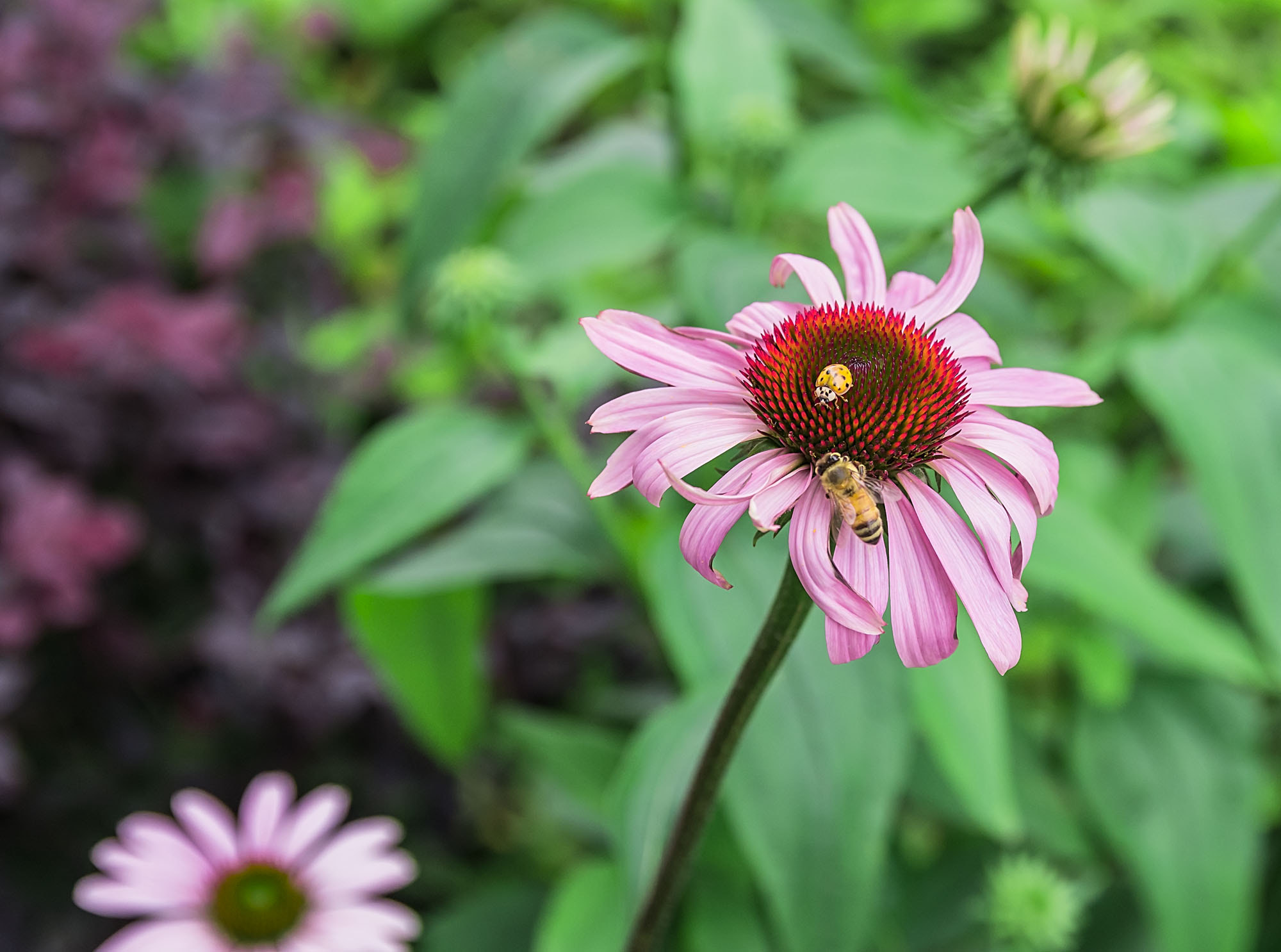 Pentax K-5 sample photo