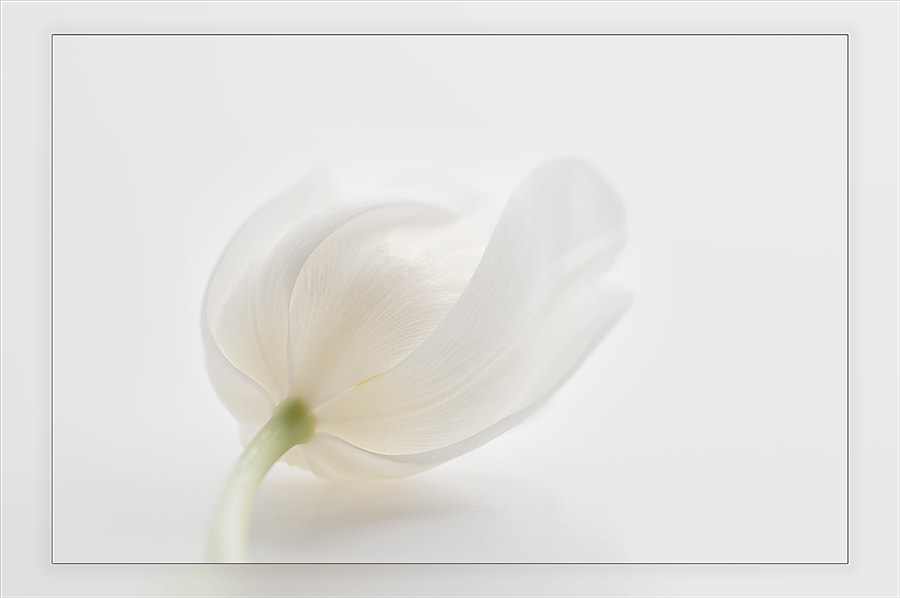 Sigma 150mm F2.8 EX DG OS Macro HSM sample photo. Tulip photography