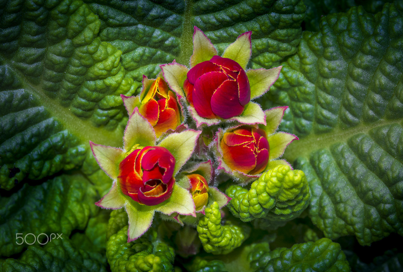 Sigma 150mm F2.8 EX DG Macro HSM sample photo. Cuha photography