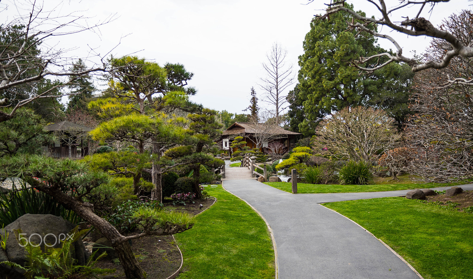 Nikon D5500 sample photo. Japanese garden,  san mateo photography
