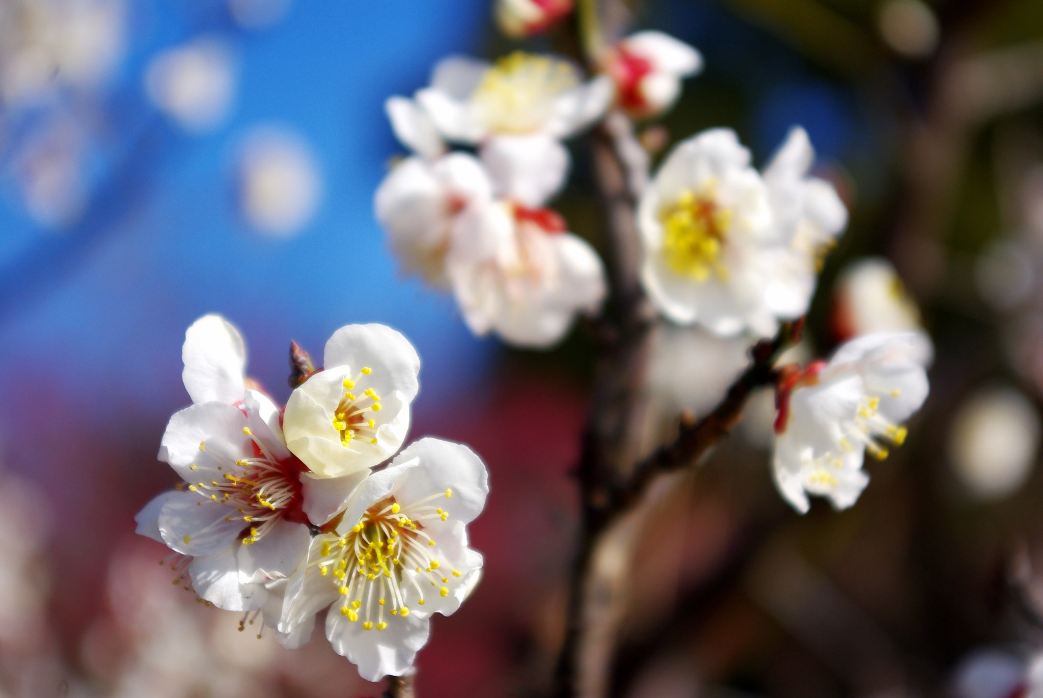Pentax K-m (K2000) sample photo. Prunus ume in full blossom photography