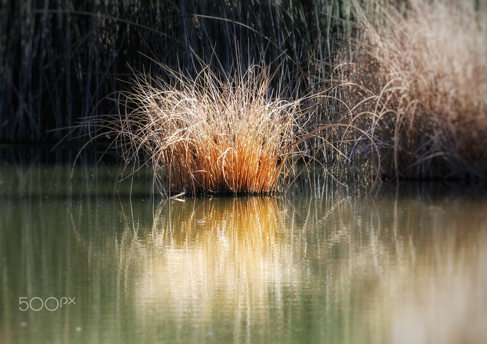 Sigma 150mm f/2.8 EX DG OS HSM APO Macro sample photo. Stillness in the pond photography