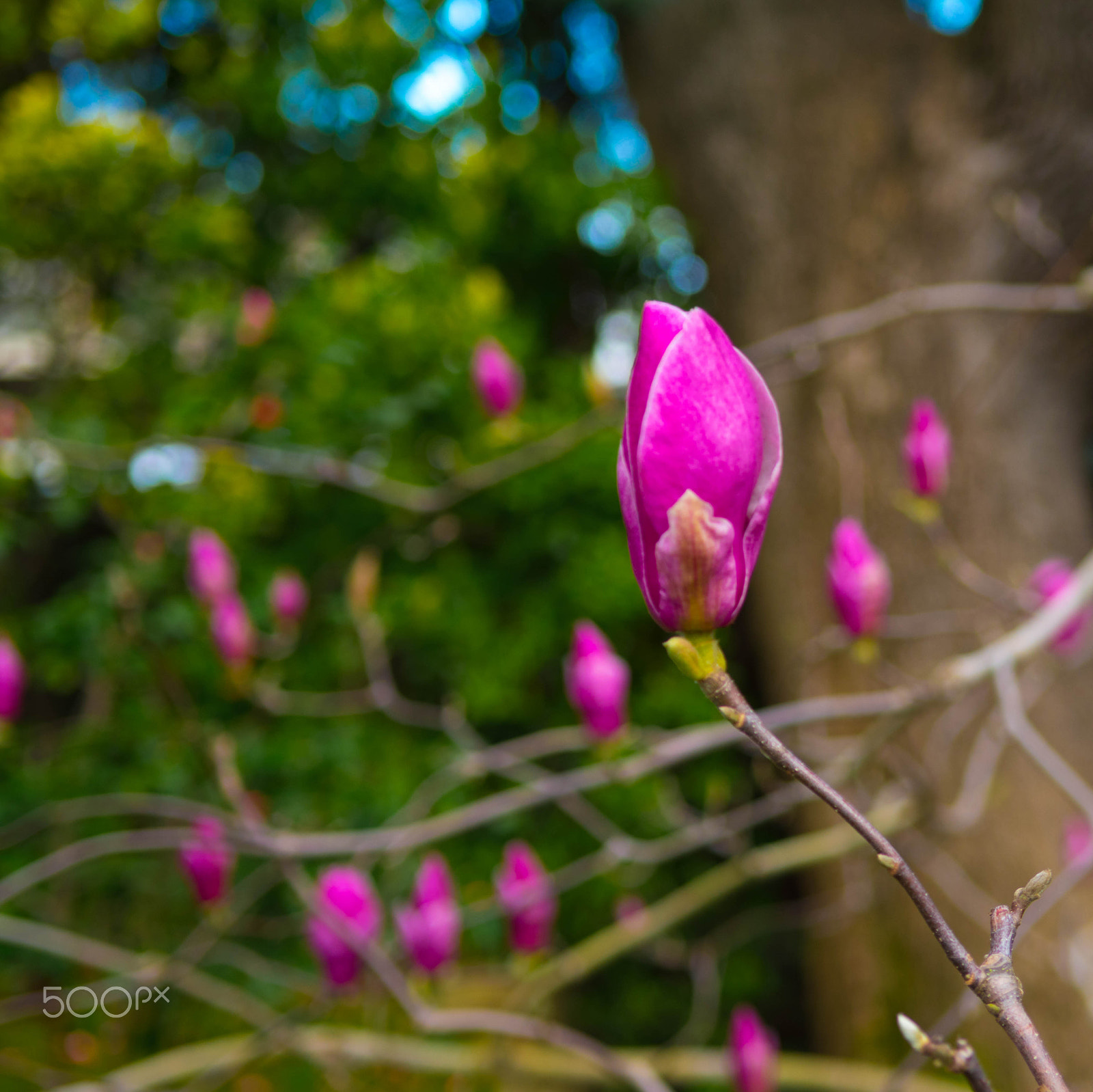 Nikon D5500 sample photo. Japaneese garden, san mateo photography