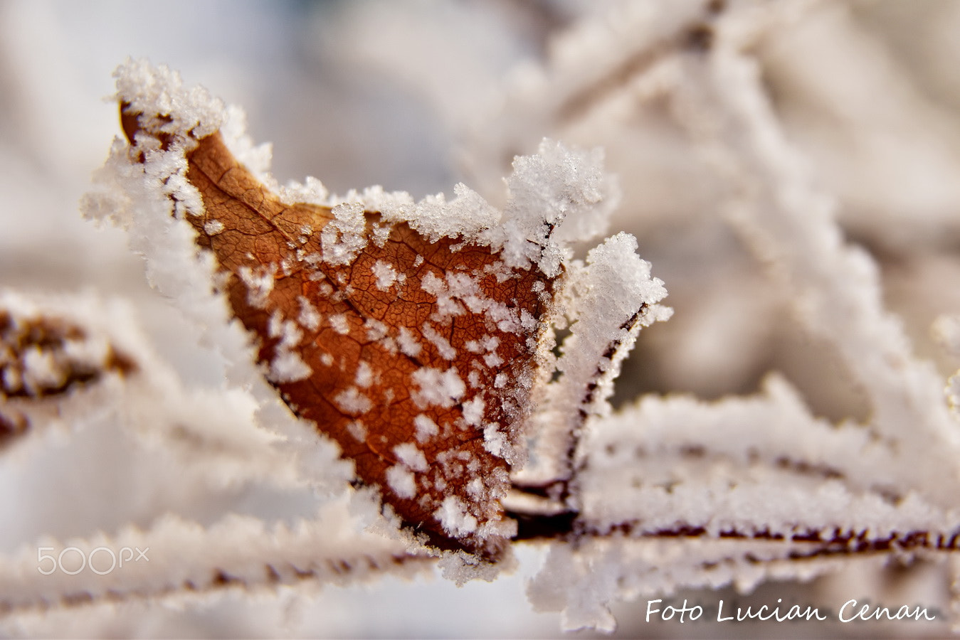 Sigma 17-50mm F2.8 EX DC OS HSM sample photo. Freeze leaf photography