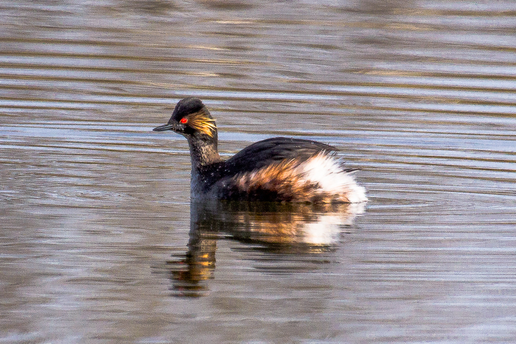Canon EF 100-400mm F4.5-5.6L IS USM sample photo. Black-necked grebe photography
