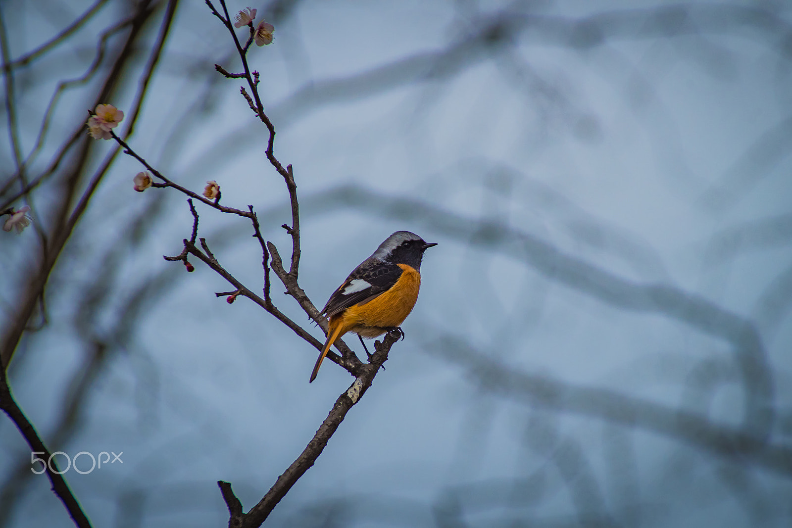 Pentax K-S2 + Sigma sample photo. Daurian redstart photography