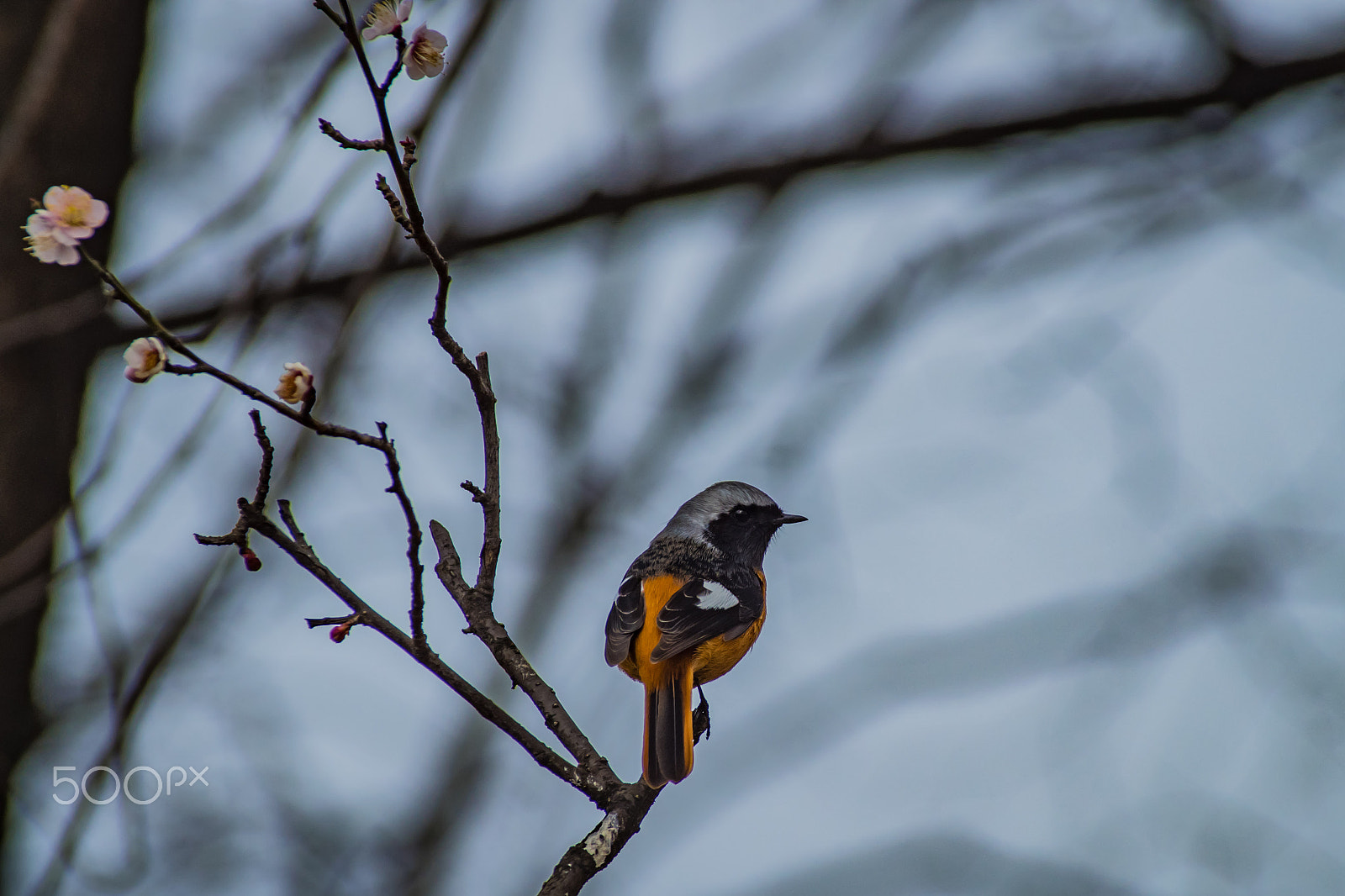 Pentax K-S2 + Sigma sample photo. Daurian redstart photography