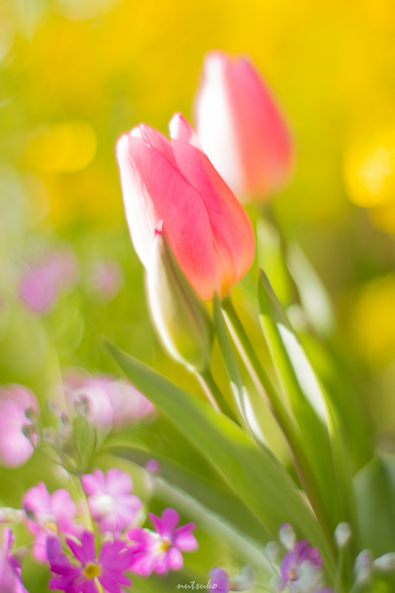 ZEISS Planar T* 50mm F1.4 sample photo. Tulip photography