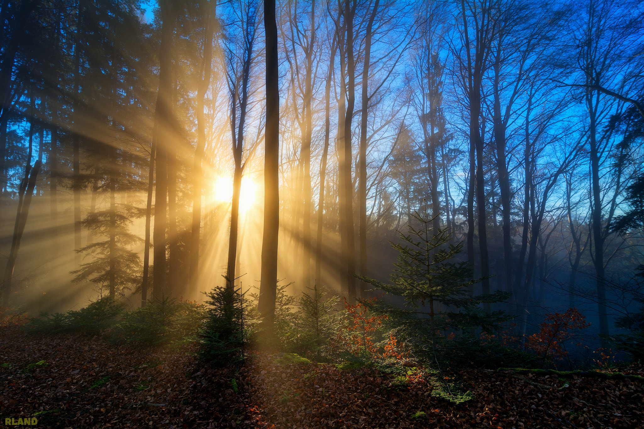 Tokina AT-X Pro 12-24mm F4 (IF) DX sample photo. Anotherenchantedforest photography