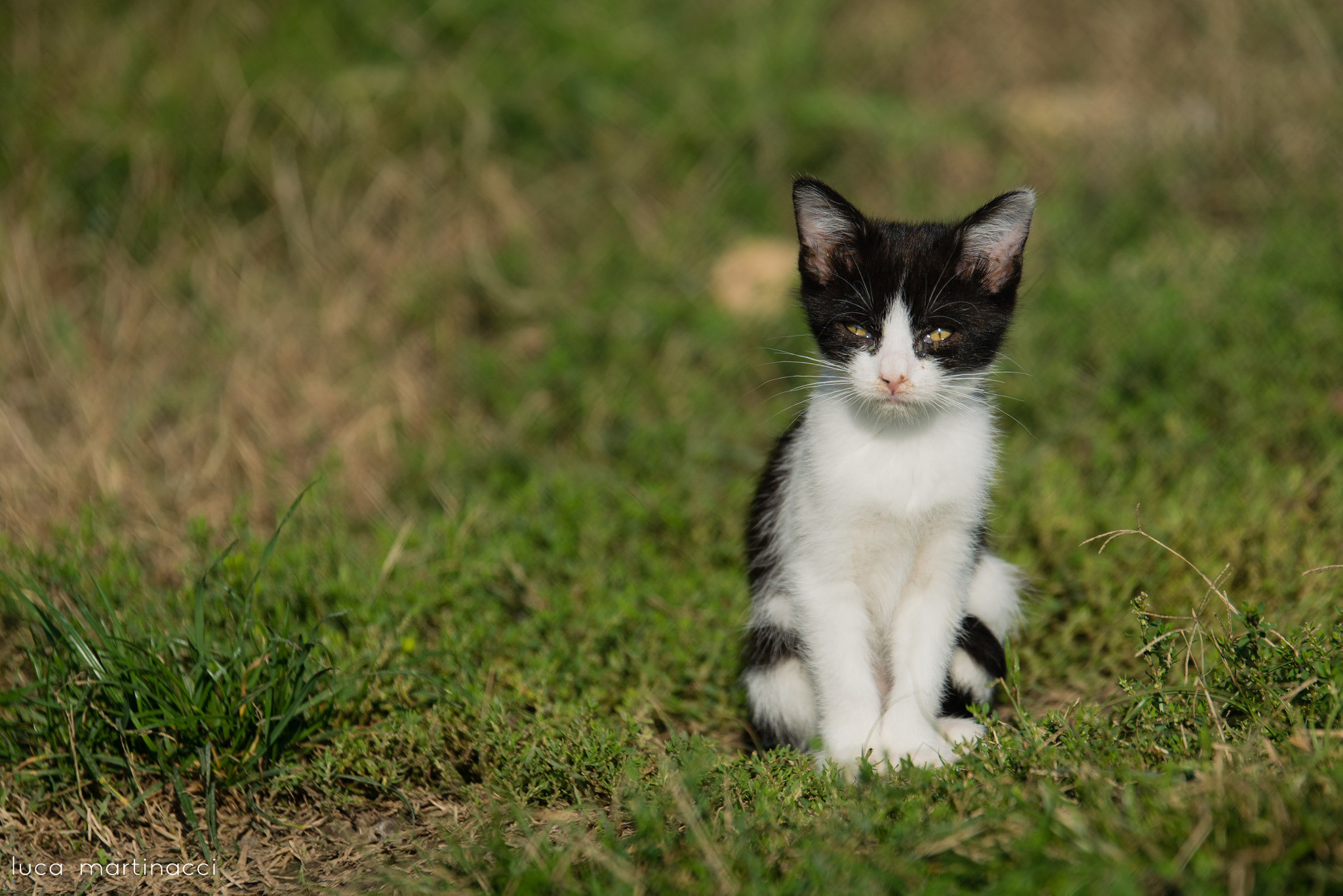 Nikon AF-S Nikkor 70-200mm F2.8G ED VR II sample photo. Cat photography