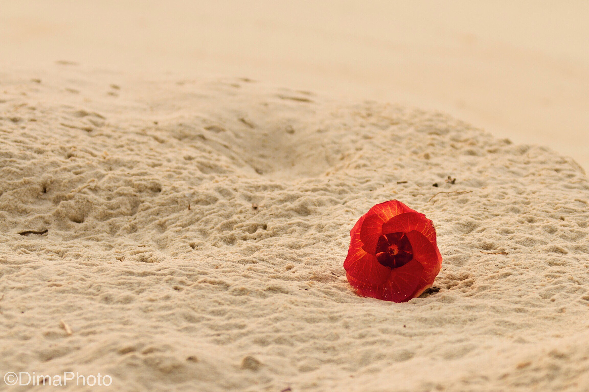 Canon EOS 7D + Canon EF 28-300mm F3.5-5.6L IS USM sample photo. Flower on the sand.  photography