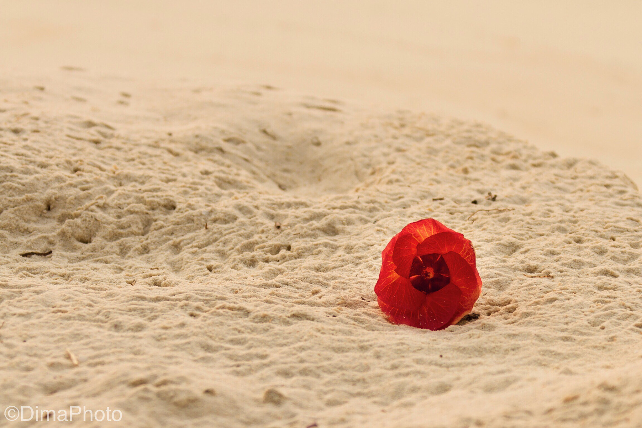 Canon EF 28-300mm F3.5-5.6L IS USM sample photo. Flower on the sand.  photography