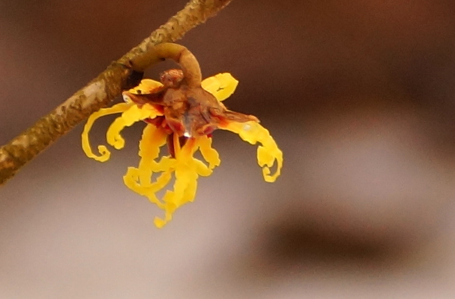 Sony DT 55-300mm F4.5-5.6 SAM sample photo. Hamamelis photography