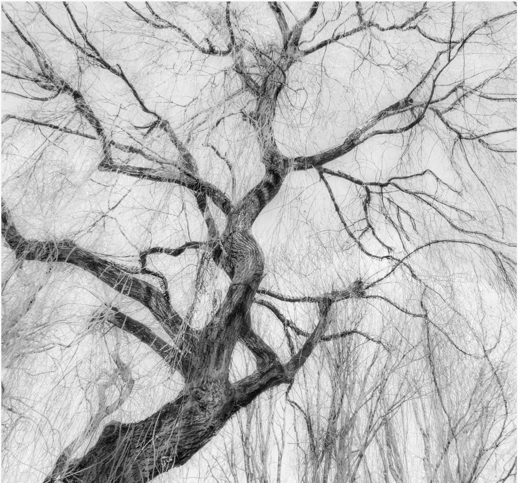 LUMIX G VARIO PZ 14-42/F3.5-5.6 sample photo. Dramatic tree 2 photography