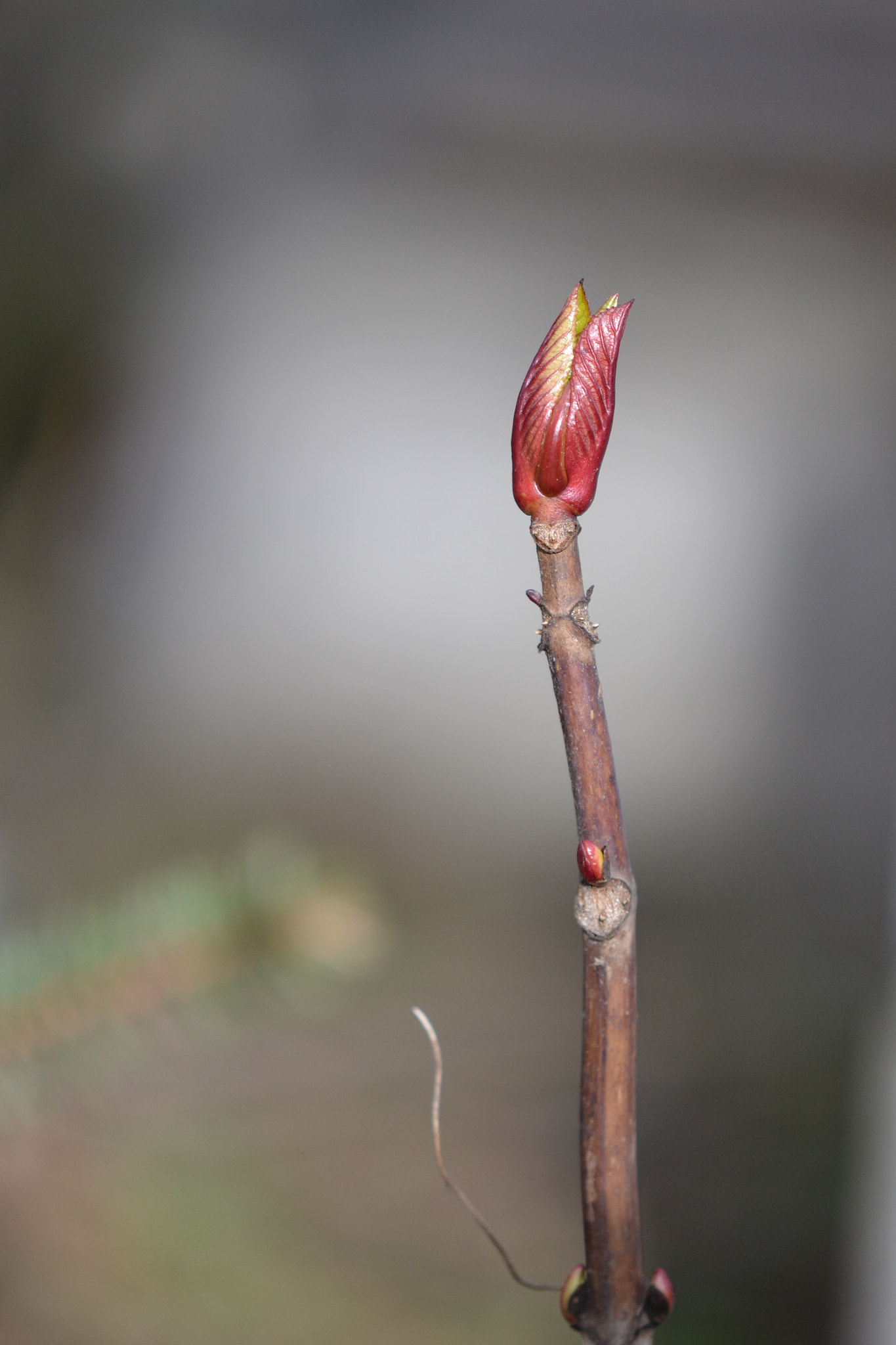 Nikon AF-S DX Micro-Nikkor 85mm F3.5G ED VR sample photo. Bud photography