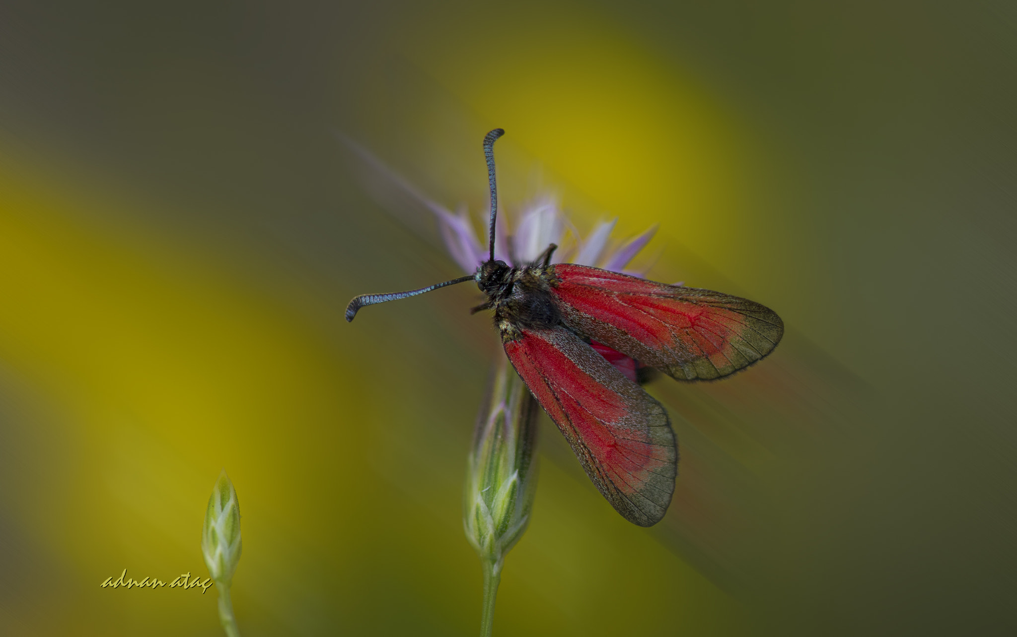 Nikon AF-S Micro-Nikkor 105mm F2.8G IF-ED VR sample photo. Güzel alev kelebeği - sluggish burnet - zygaena erythrus photography