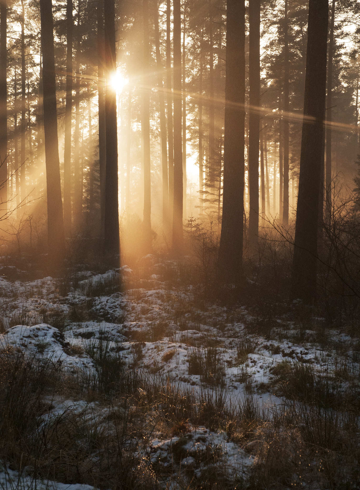 Nikon D300 sample photo. Forest light photography