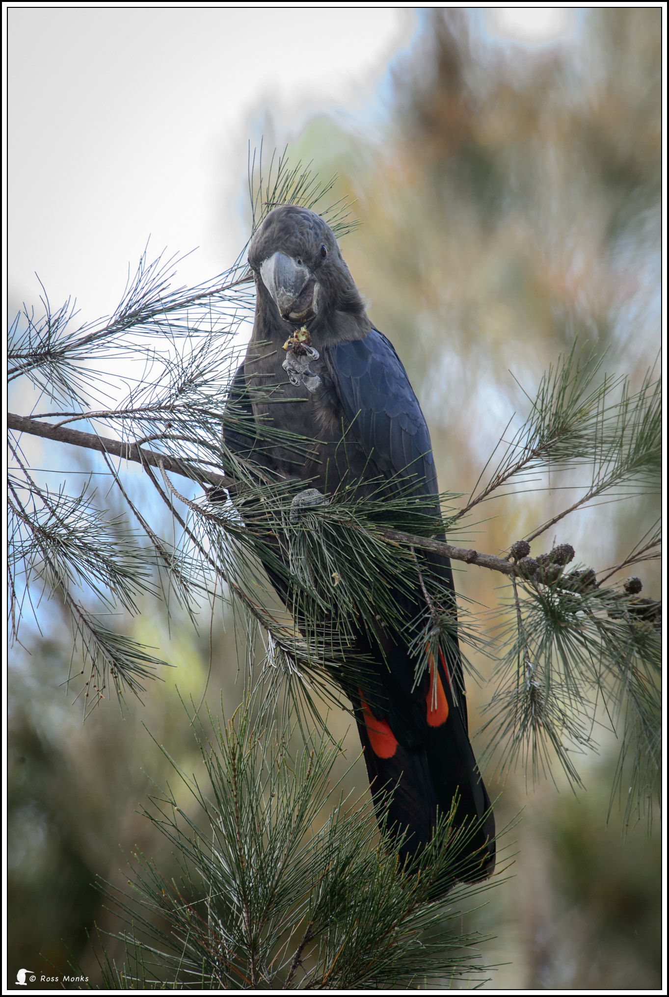 Nikon D4 sample photo. Glossy black cockatoo (male) photography