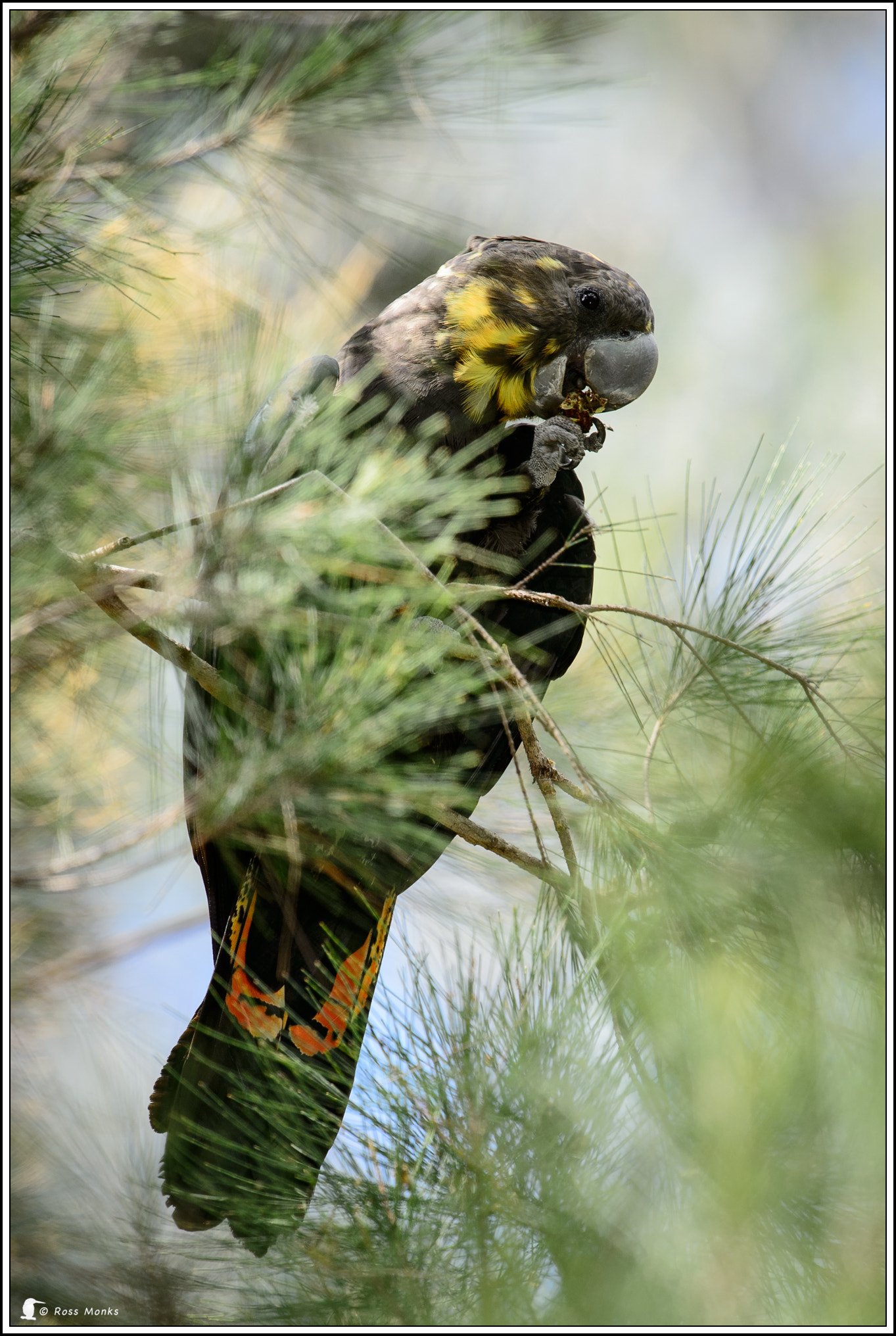 Nikon D4 sample photo. Glossy black cockatoo (female) photography