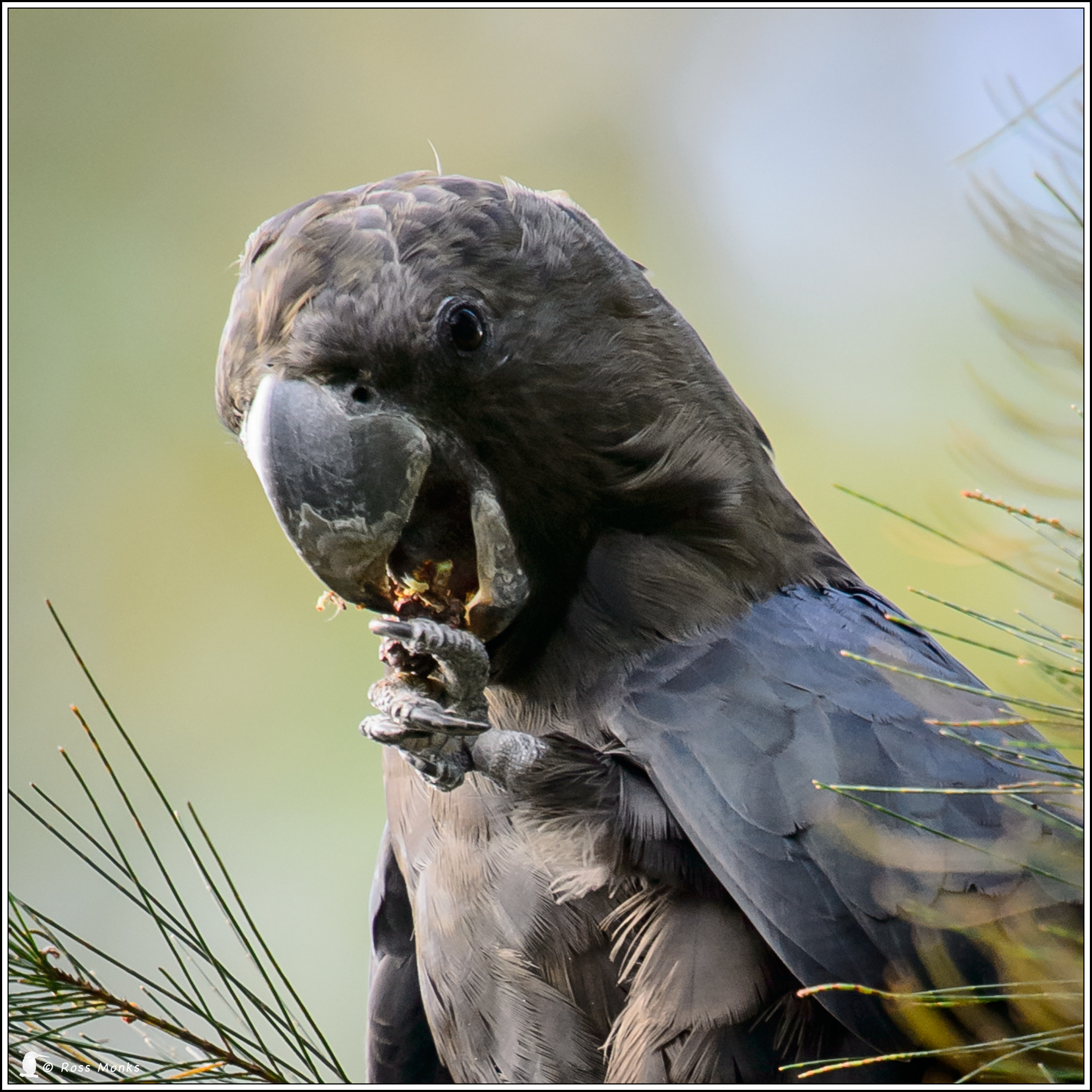 Nikon D4 + Nikon AF-S Nikkor 600mm F4G ED VR sample photo. Glaossy black cockatoo photography