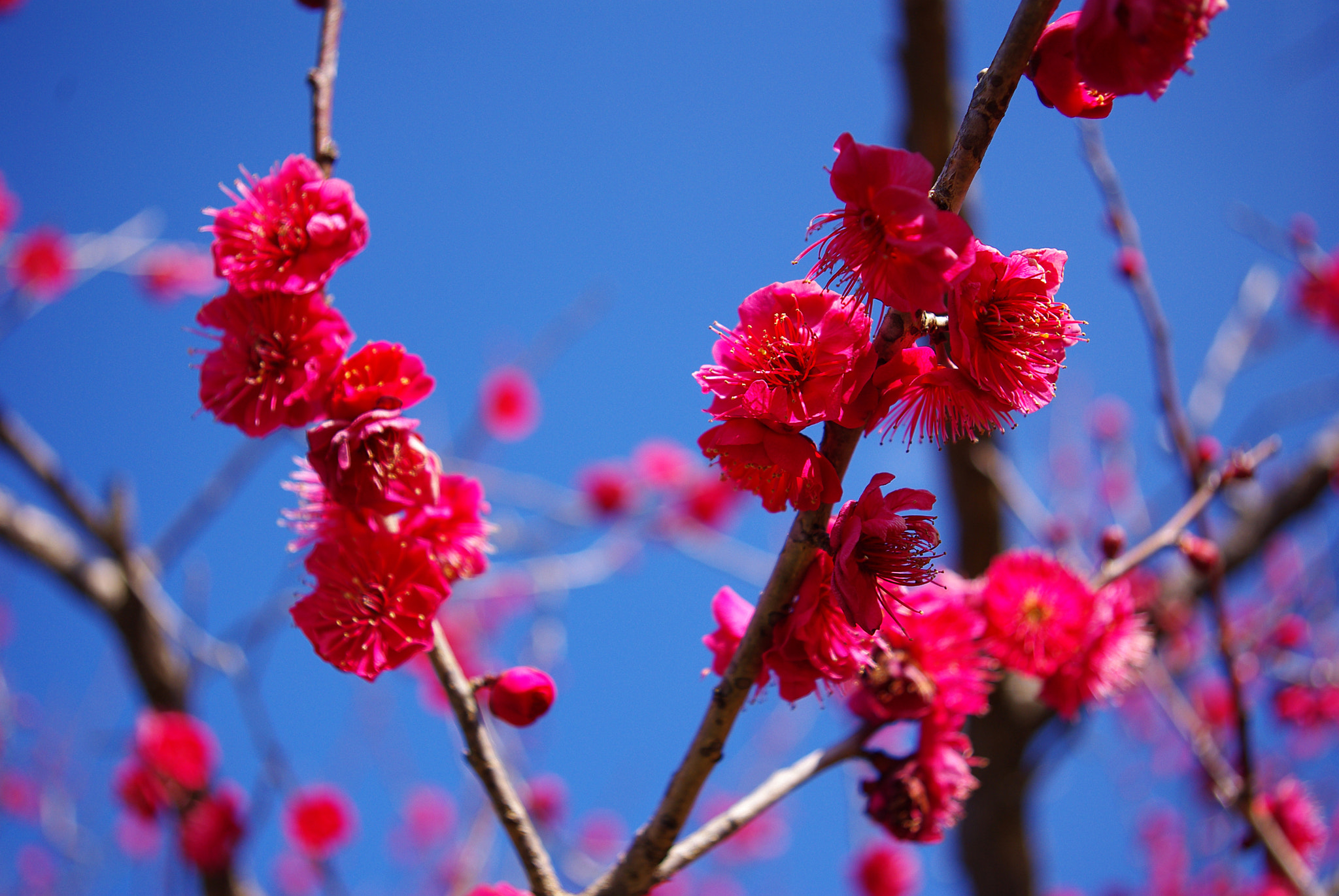 Pentax K-m (K2000) sample photo. Koubai pink pink pink photography