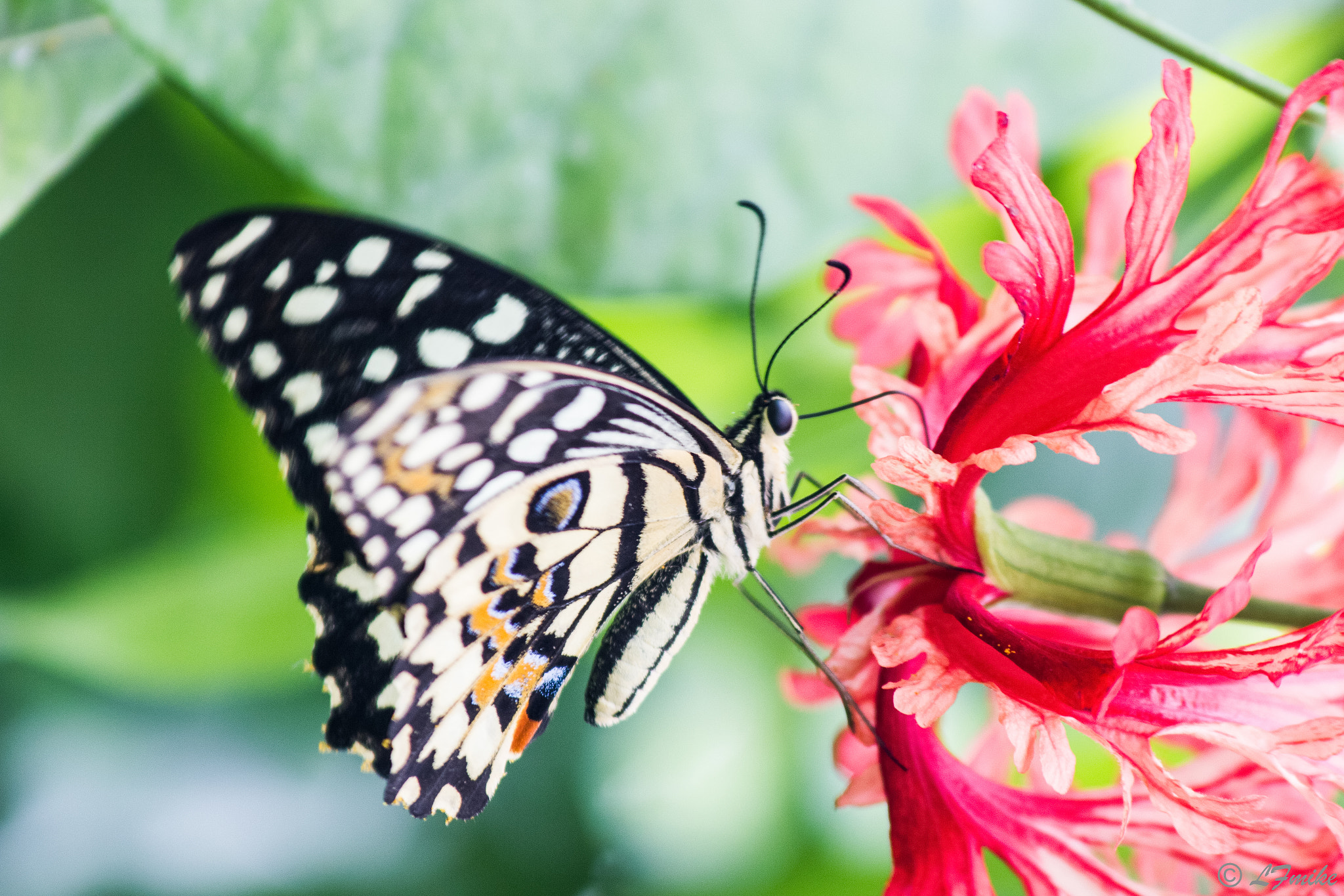 Canon EF 70-300mm F4-5.6 IS USM sample photo. Butterfly light photography