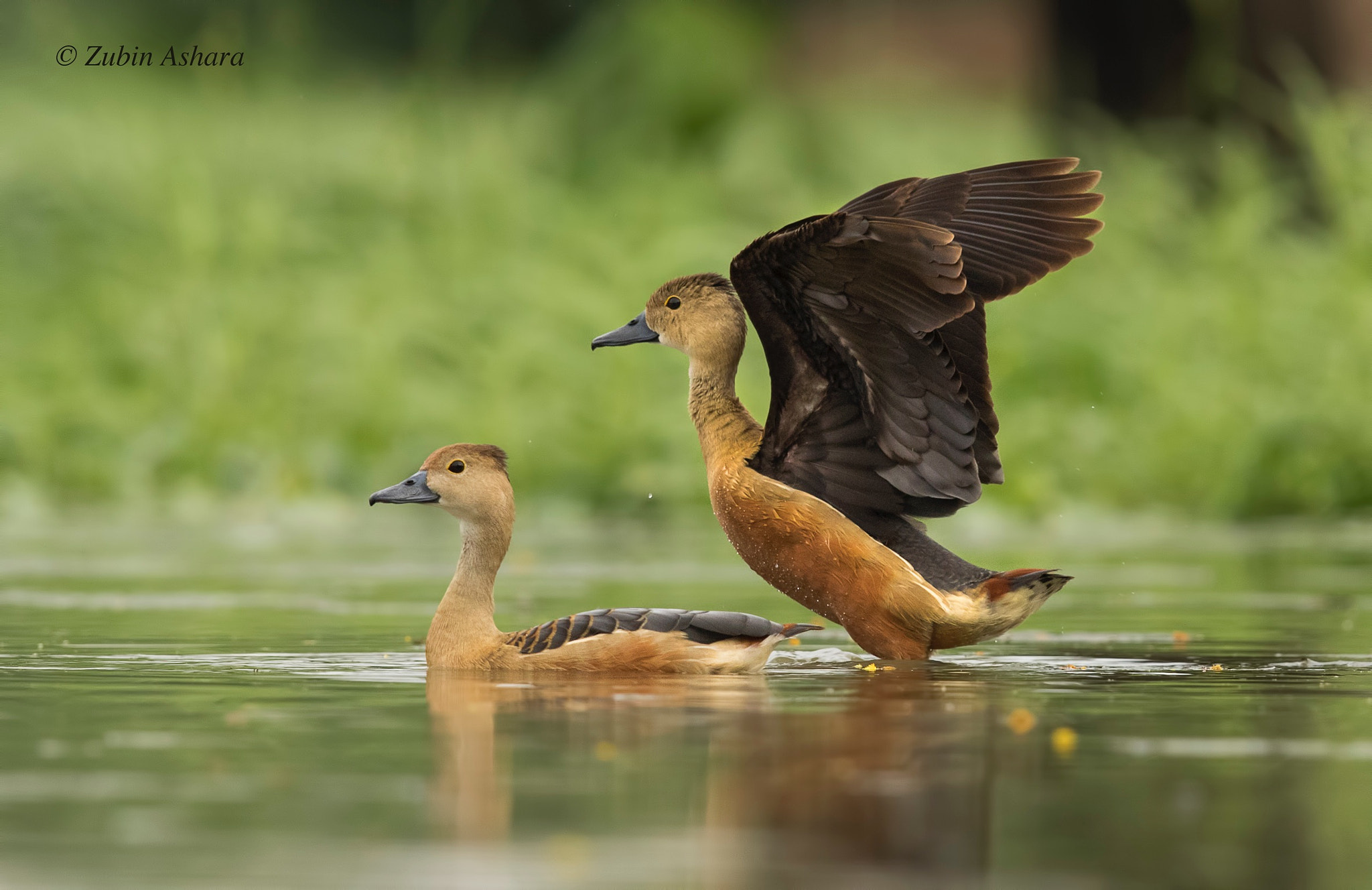 Canon EF 600mm F4L IS II USM sample photo. Lesser whistling-duck photography