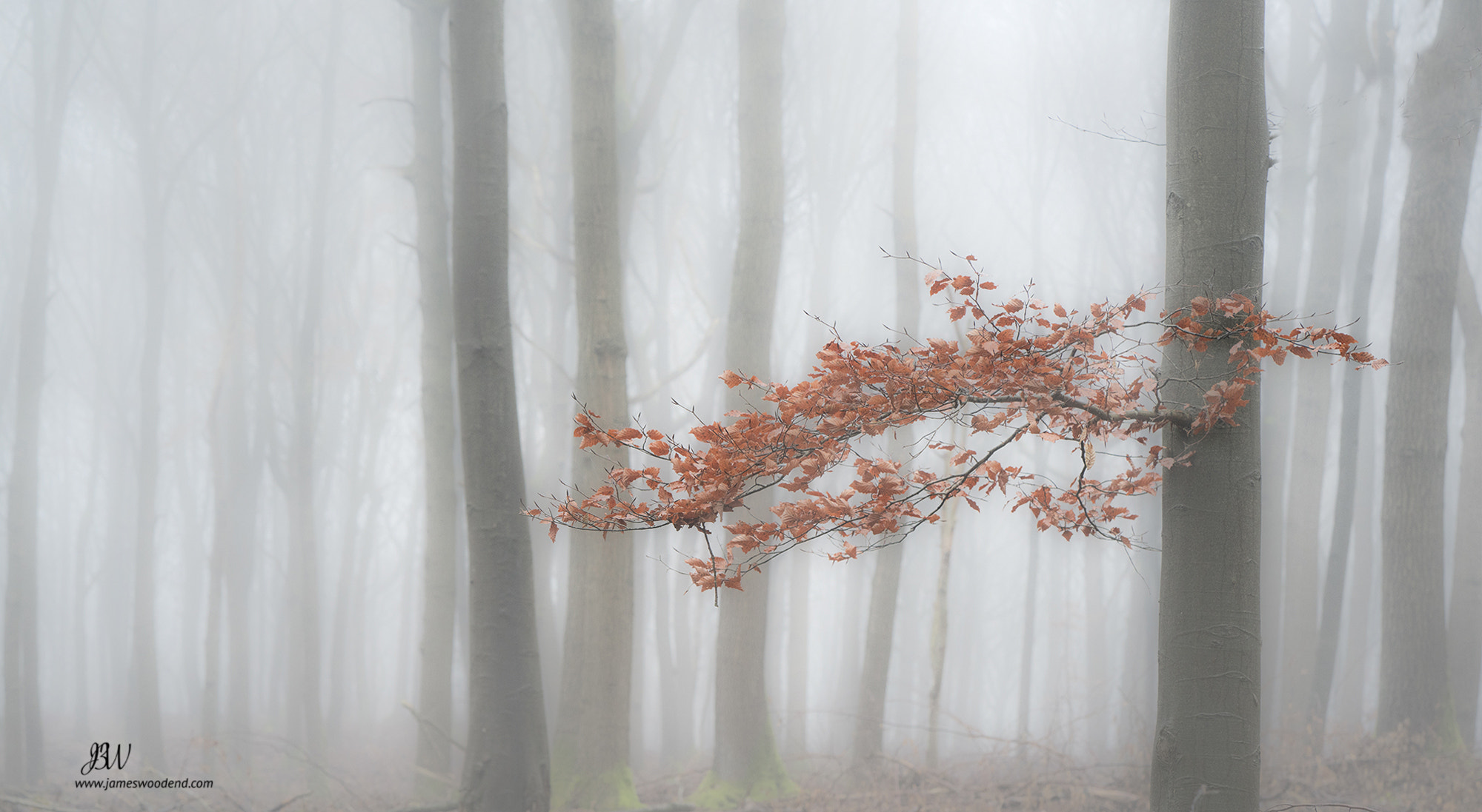 ZEISS Batis 85mm F1.8 sample photo. Waiting for spring photography