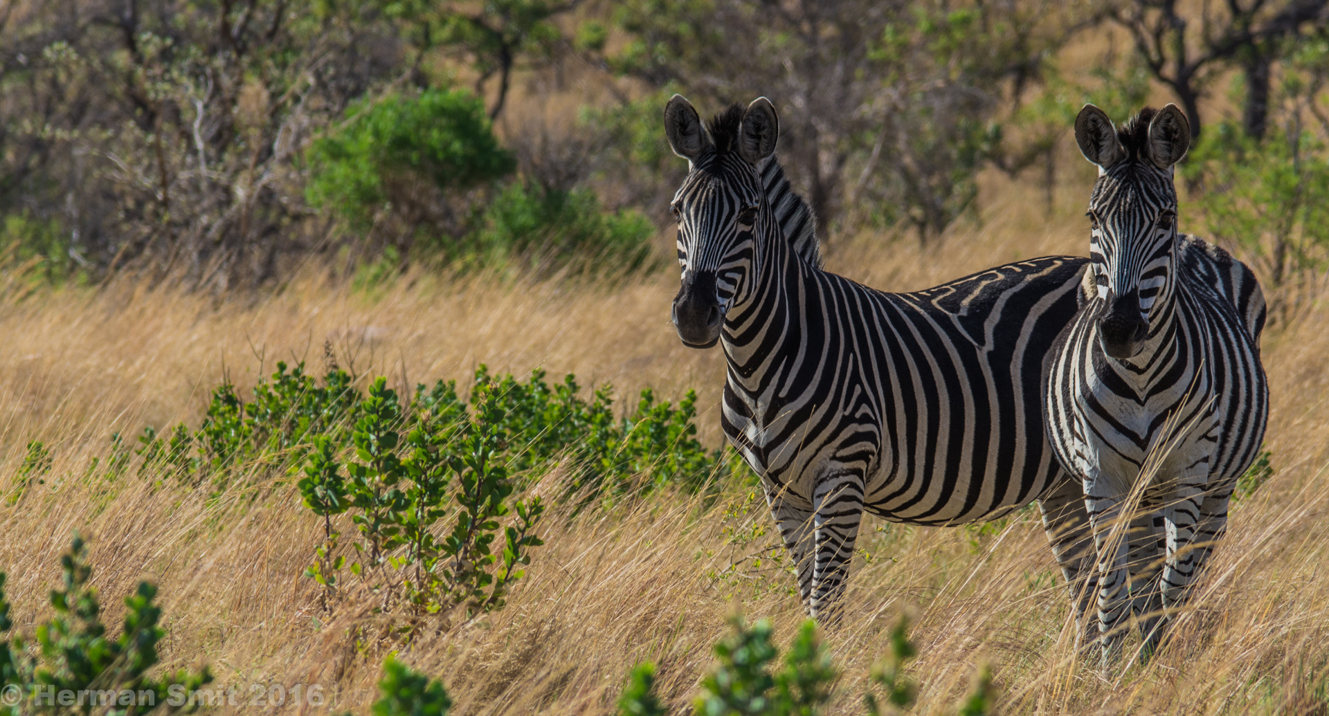 Nikon D7200 + Sigma 150-500mm F5-6.3 DG OS HSM sample photo. Zebra photography