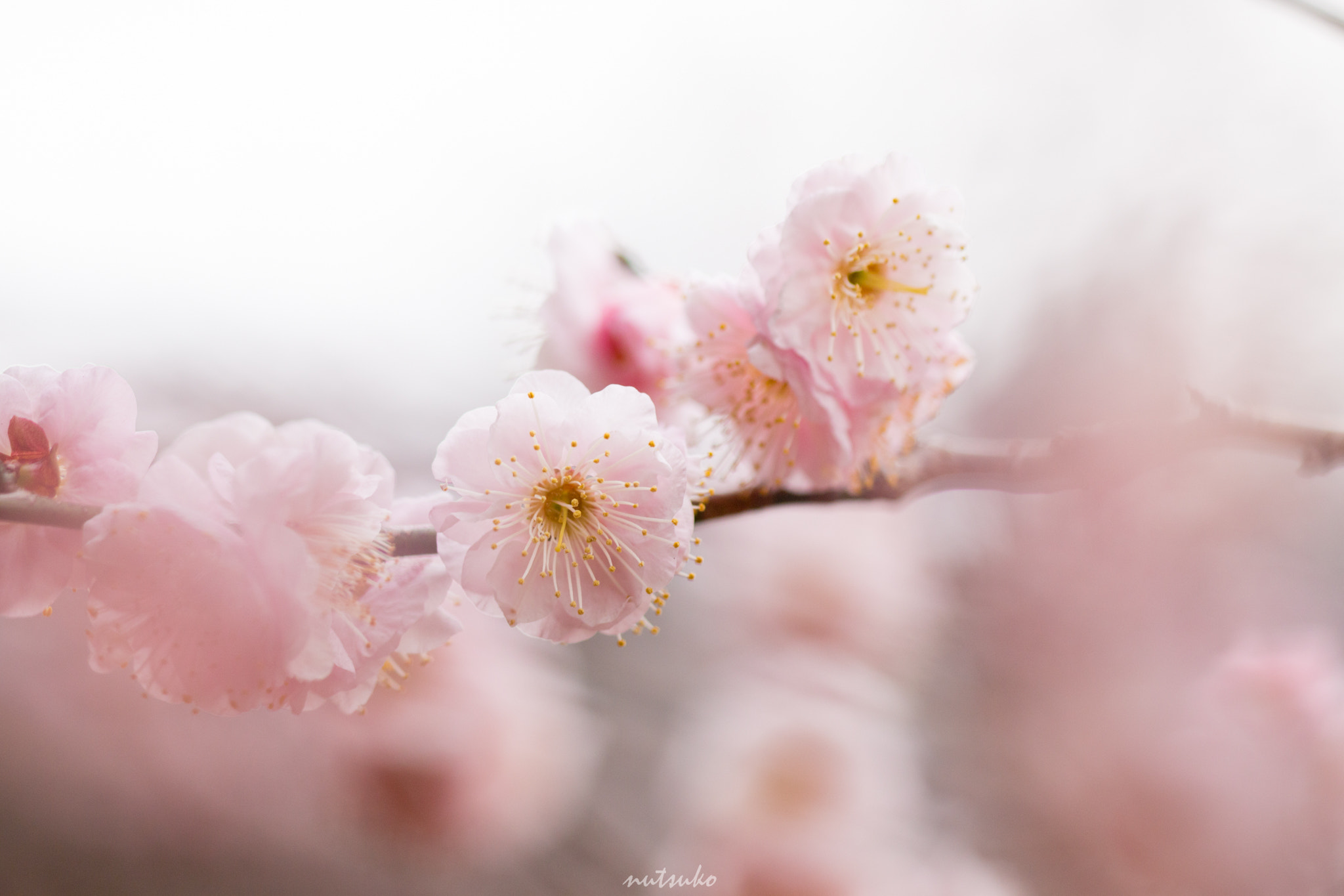 Sigma APO Macro 150mm f/2.8 EX DG HSM sample photo. 20160206-img_4864-3.jpg photography