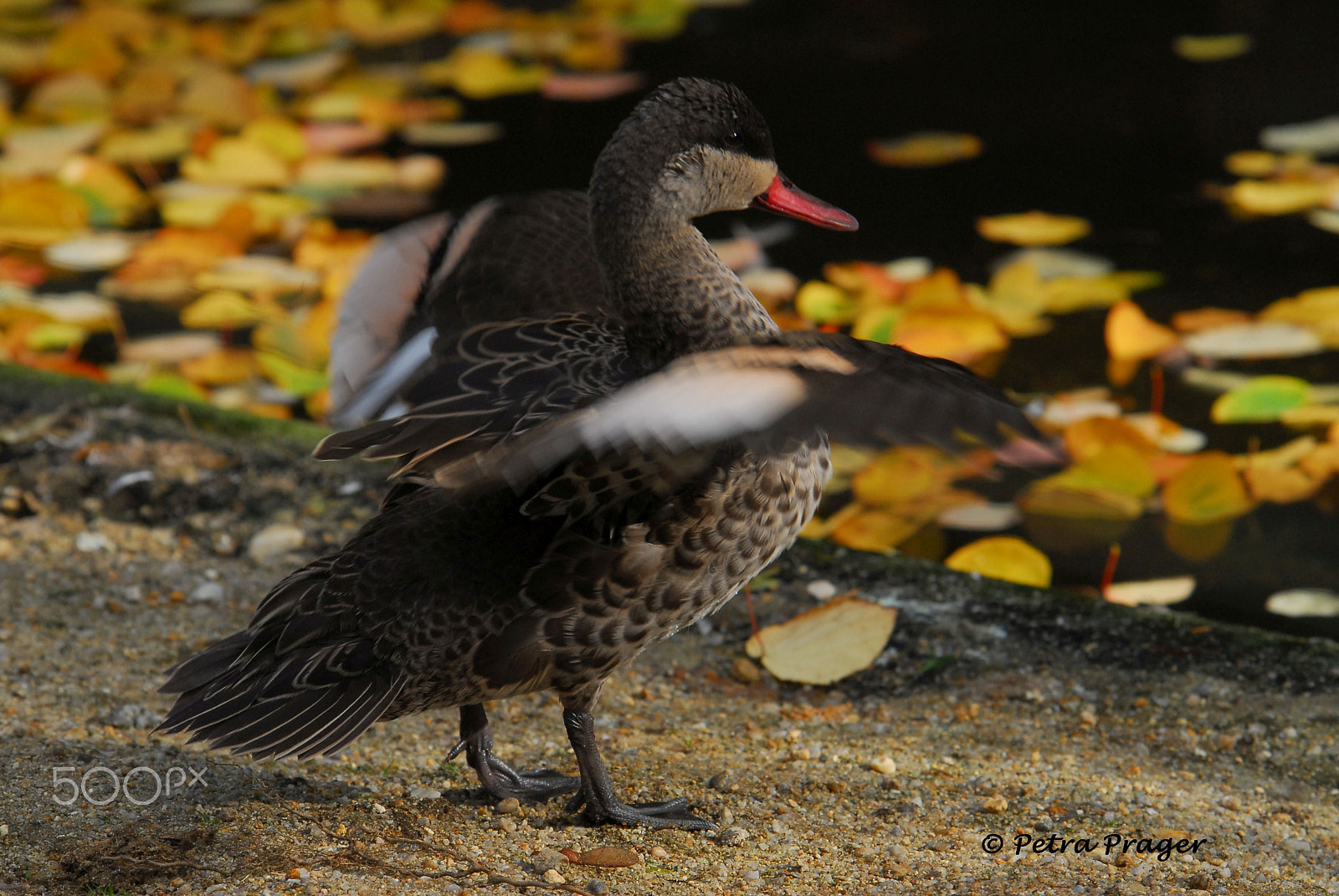 Nikon D200 sample photo. Rotschnabelente photography