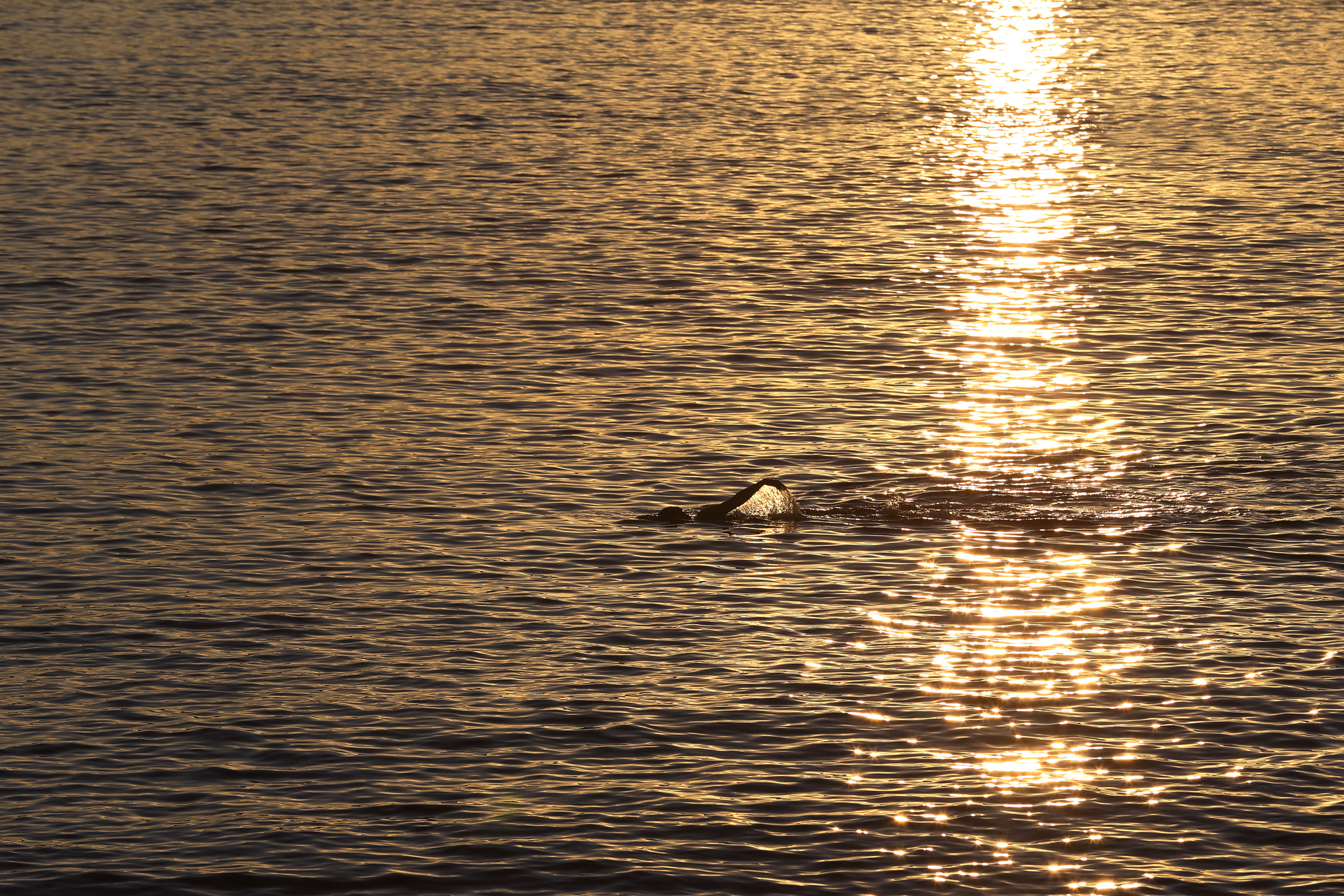 Canon EOS-1D C sample photo. Balmoral beach swimmers photography